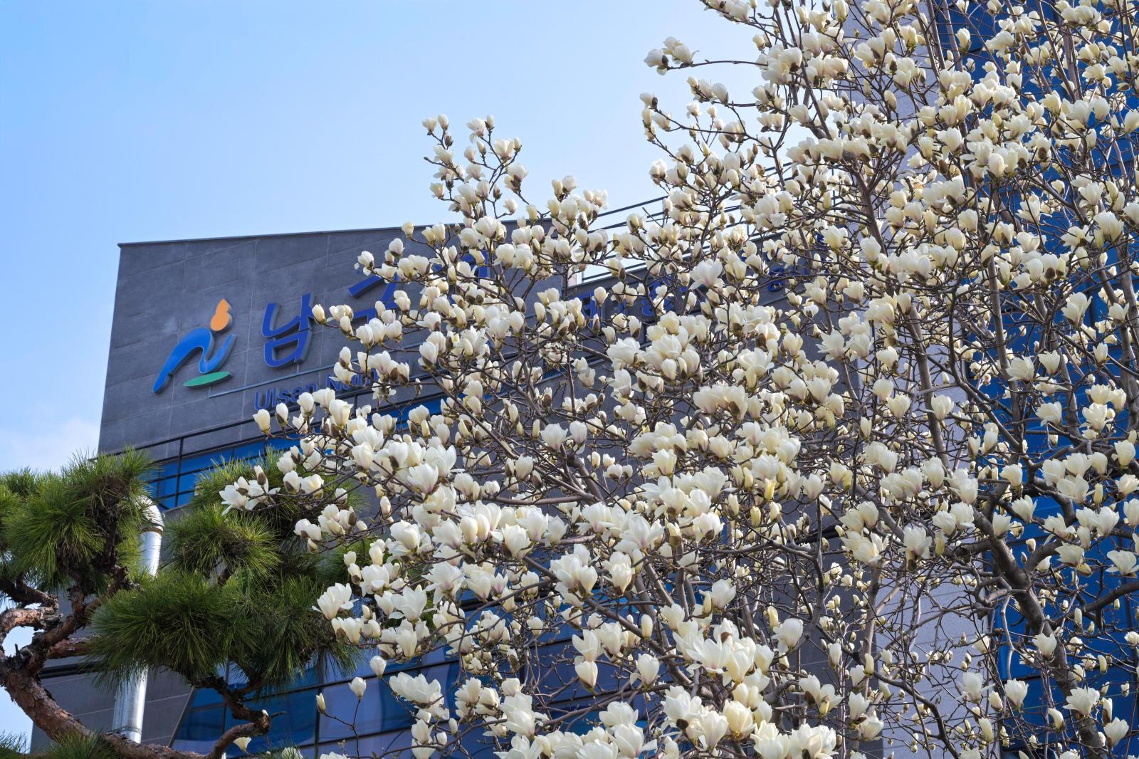 목련꽃 의 사진