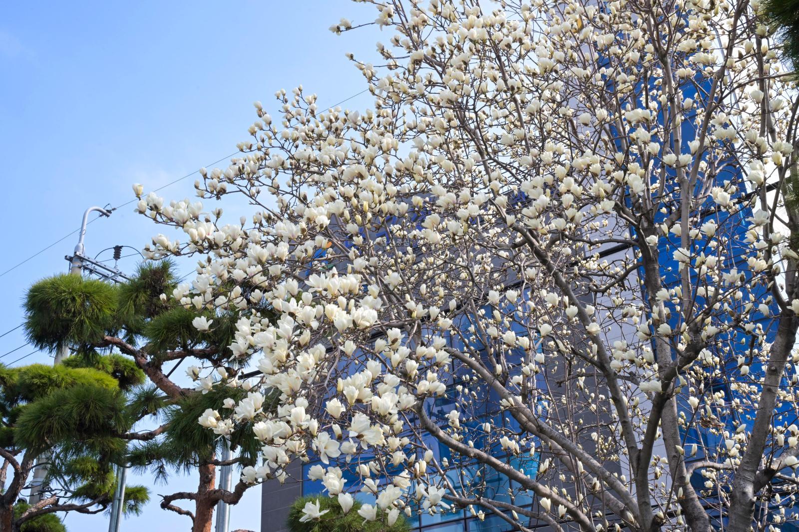 목련꽃 의 사진