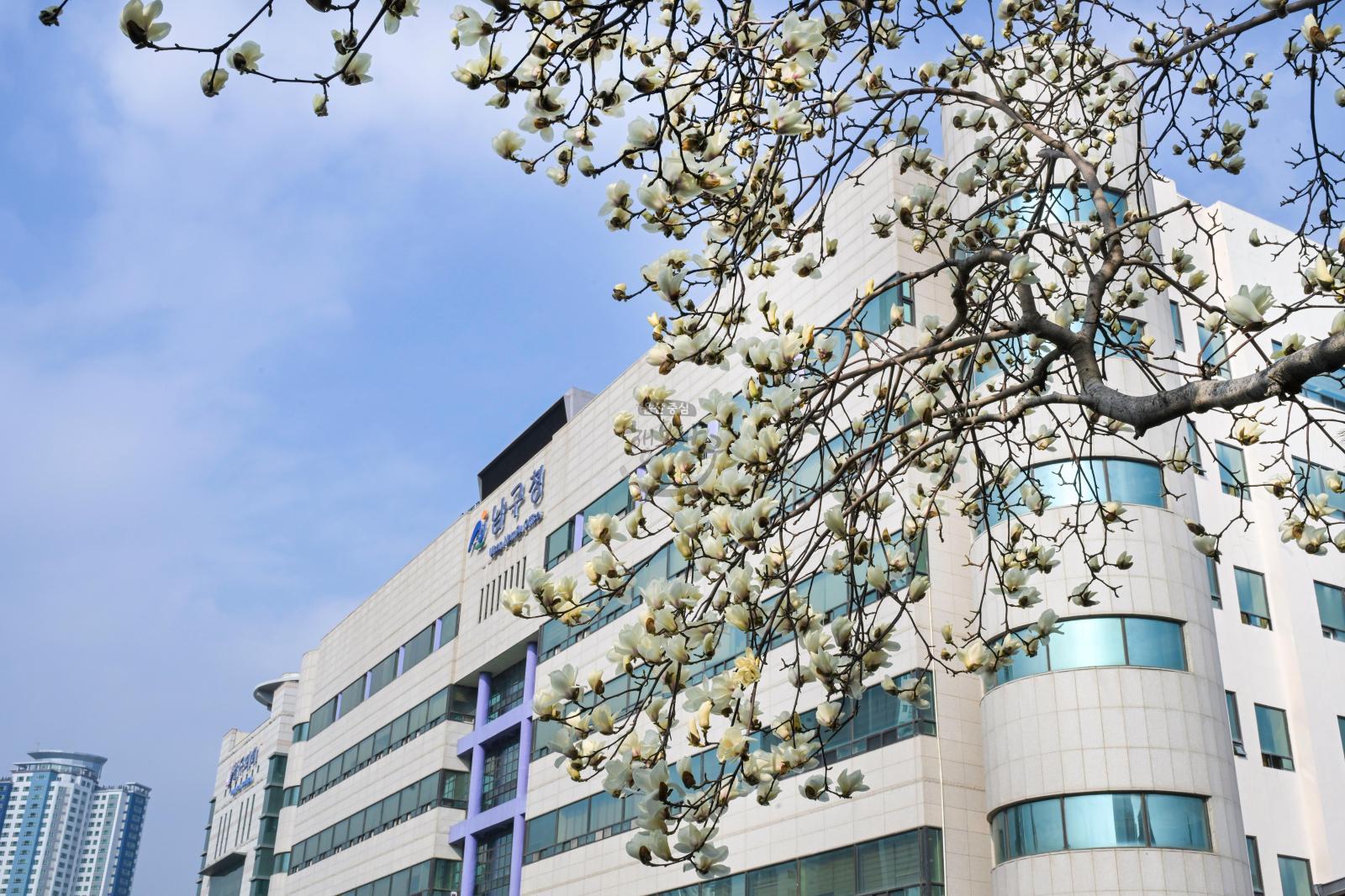 목련꽃 의 사진