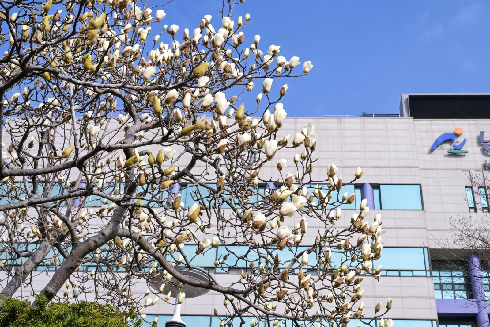 목련꽃 의 사진