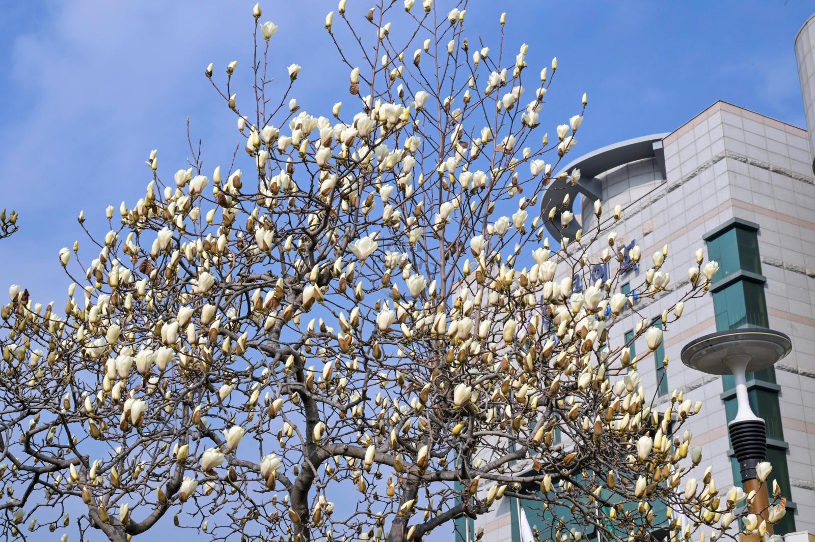 목련꽃 의 사진