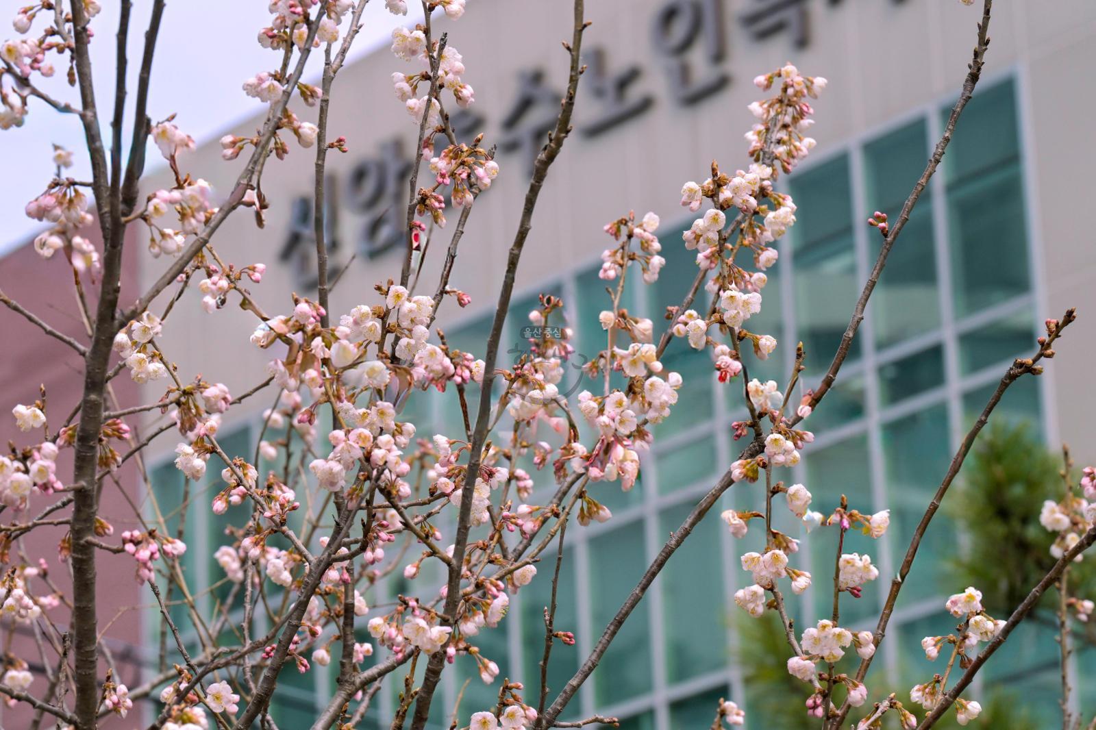 벚꽃 개화 (선암호수공원) 의 사진
