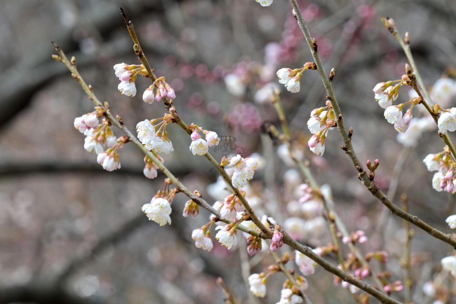 벚꽃 개화 (선암호수공원) 의 사진