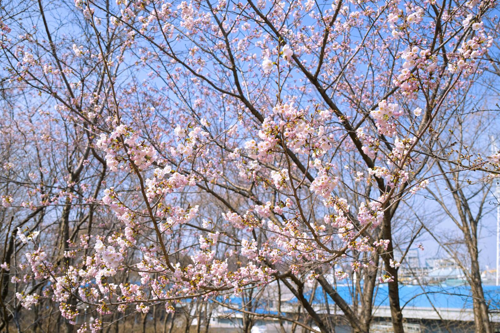 벚꽃 개화 (고래문화마을) 의 사진
