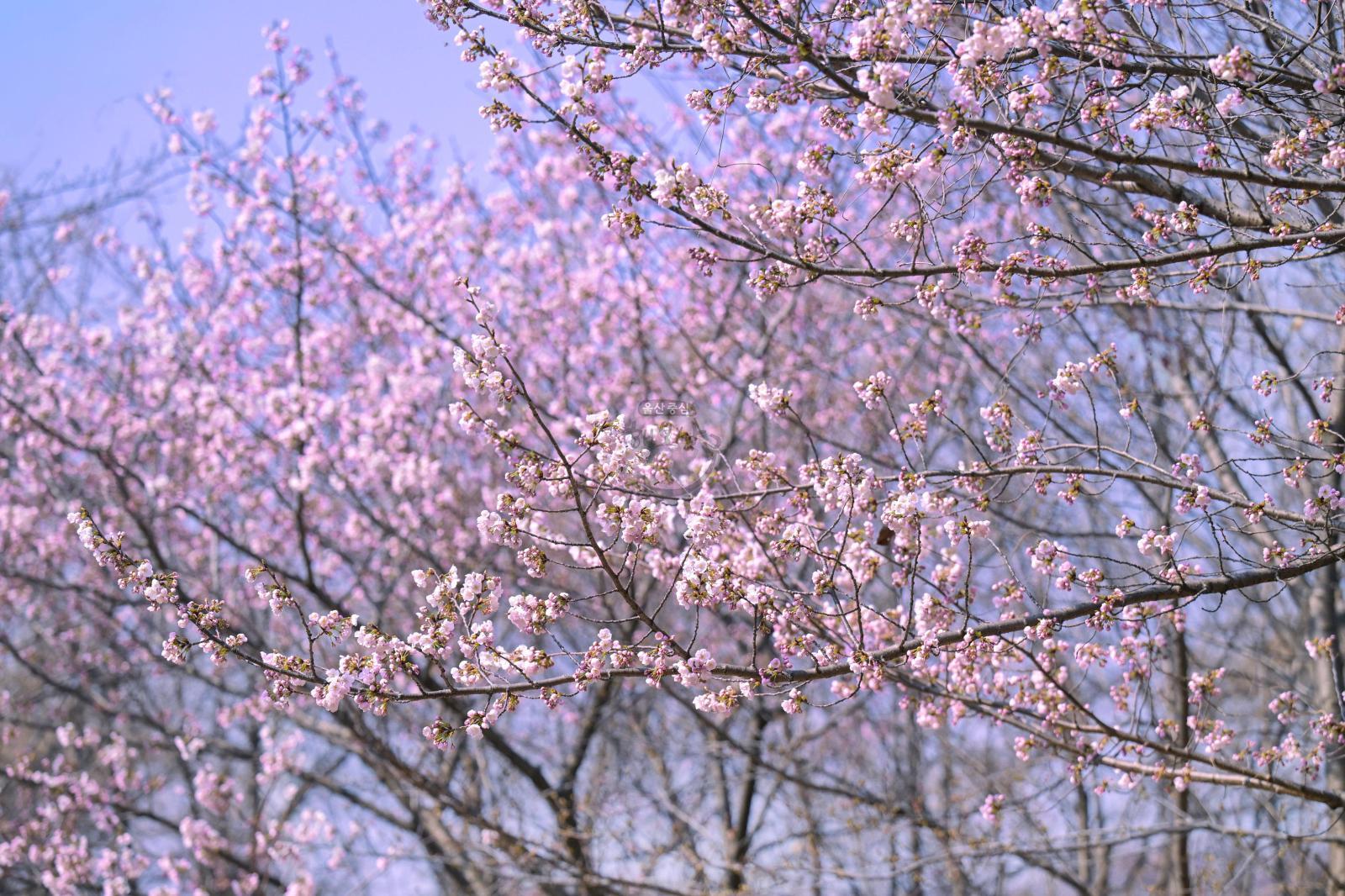 벚꽃 개화 (고래문화마을) 의 사진