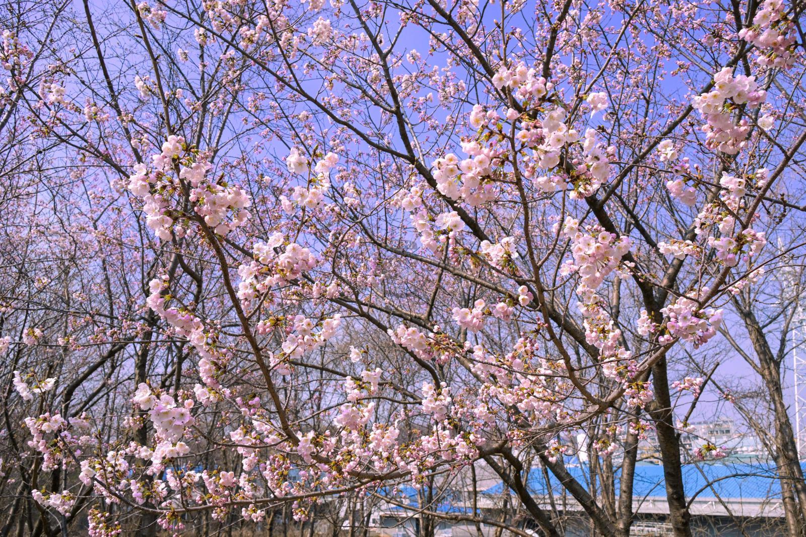 벚꽃 개화 (고래문화마을) 의 사진