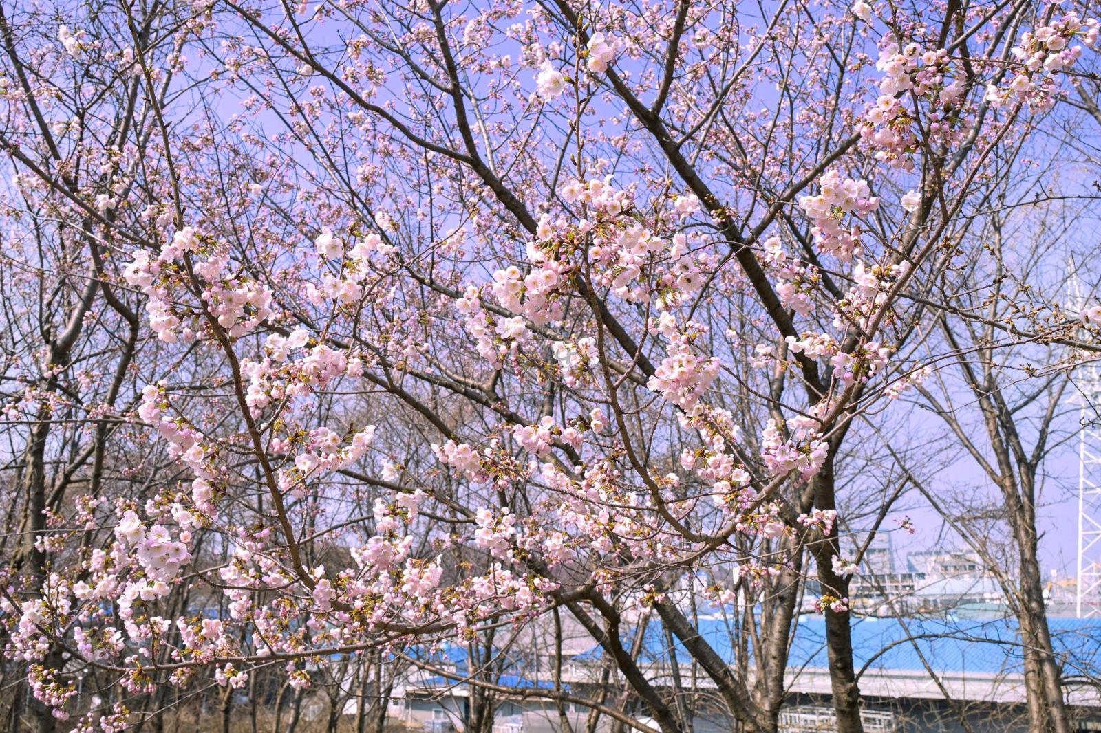 벚꽃 개화 (고래문화마을) 의 사진