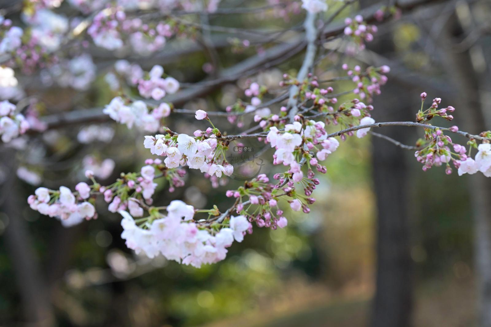 벚꽃 개화 (고래문화마을) 의 사진