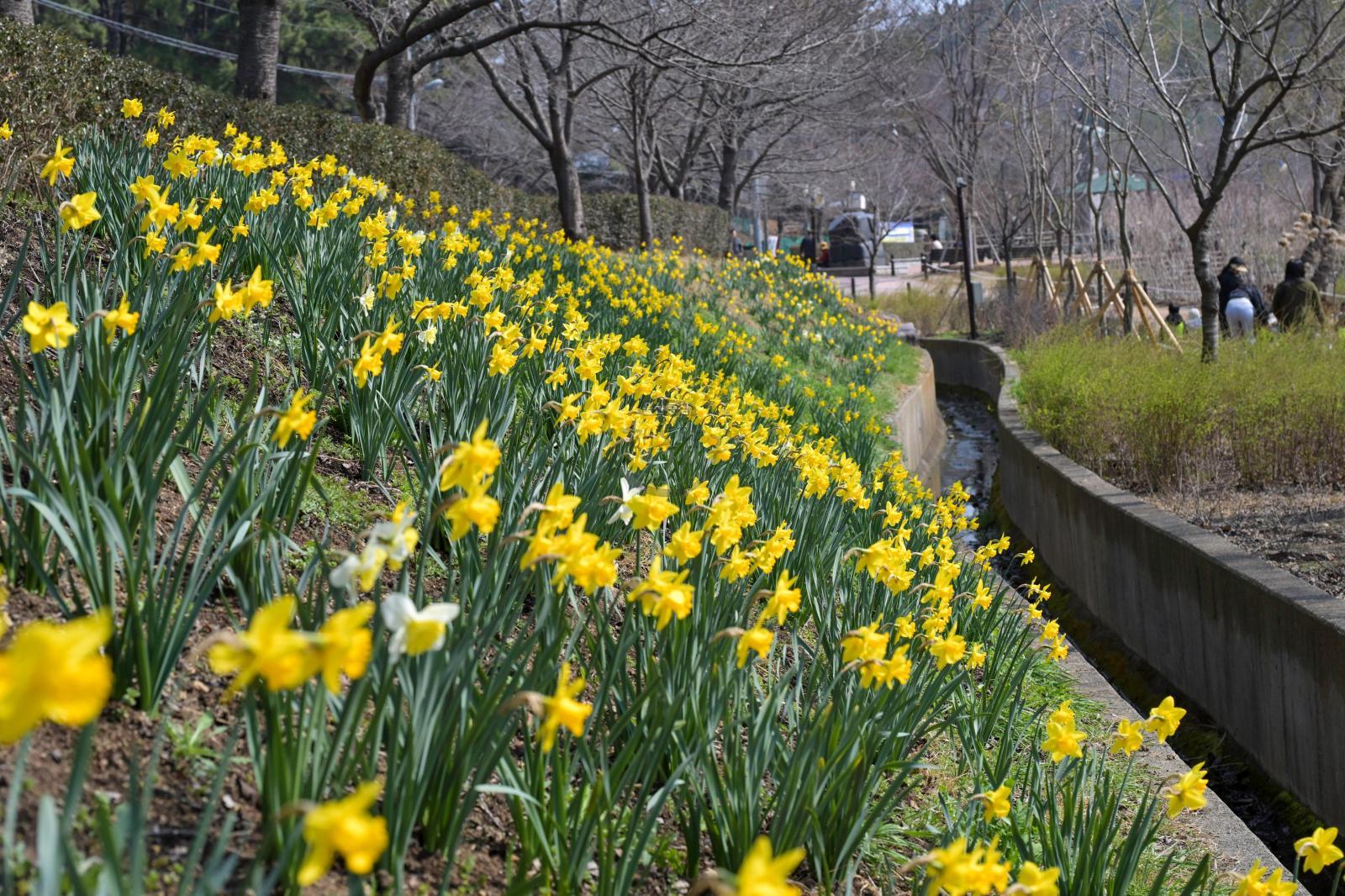 수선화 꽃길 - 울남9경 의 사진