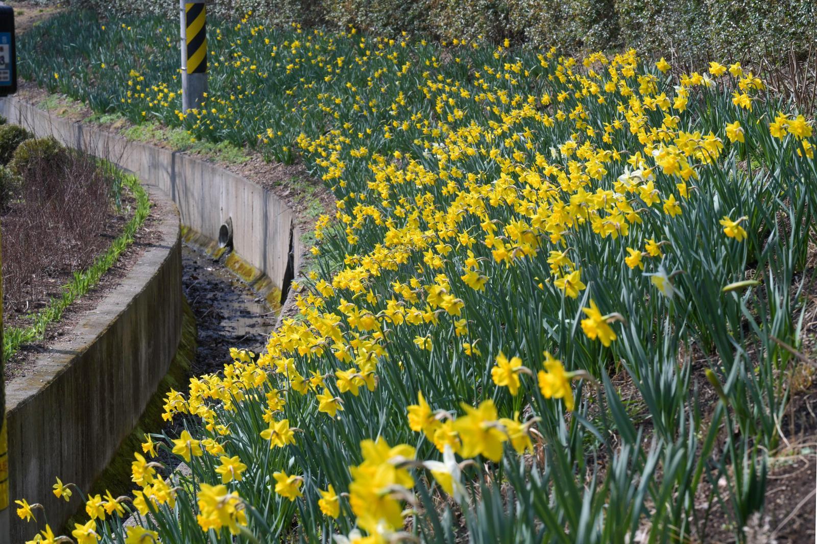 수선화 꽃길 - 울남9경 의 사진