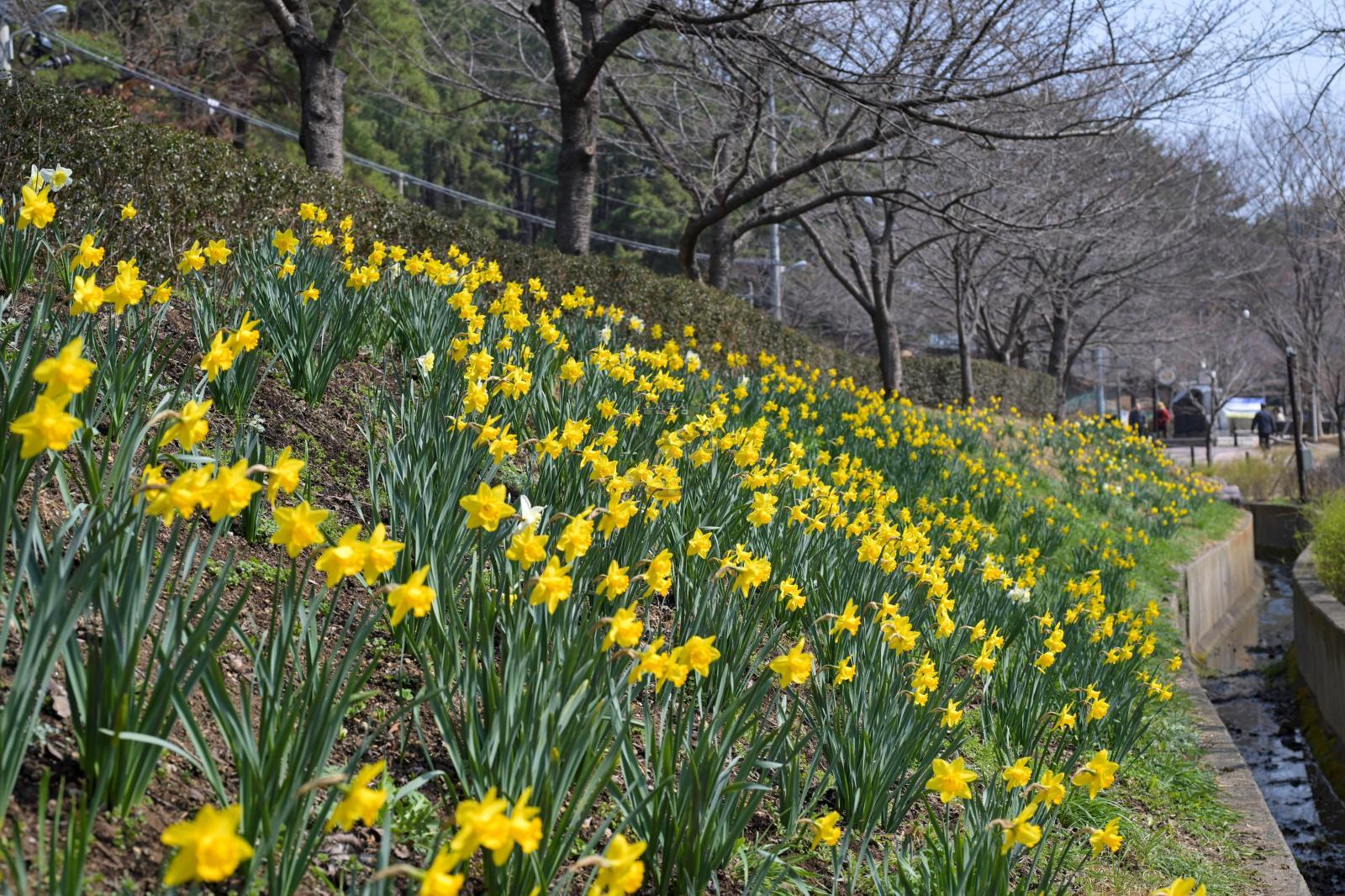 수선화 꽃길 - 울남9경 의 사진