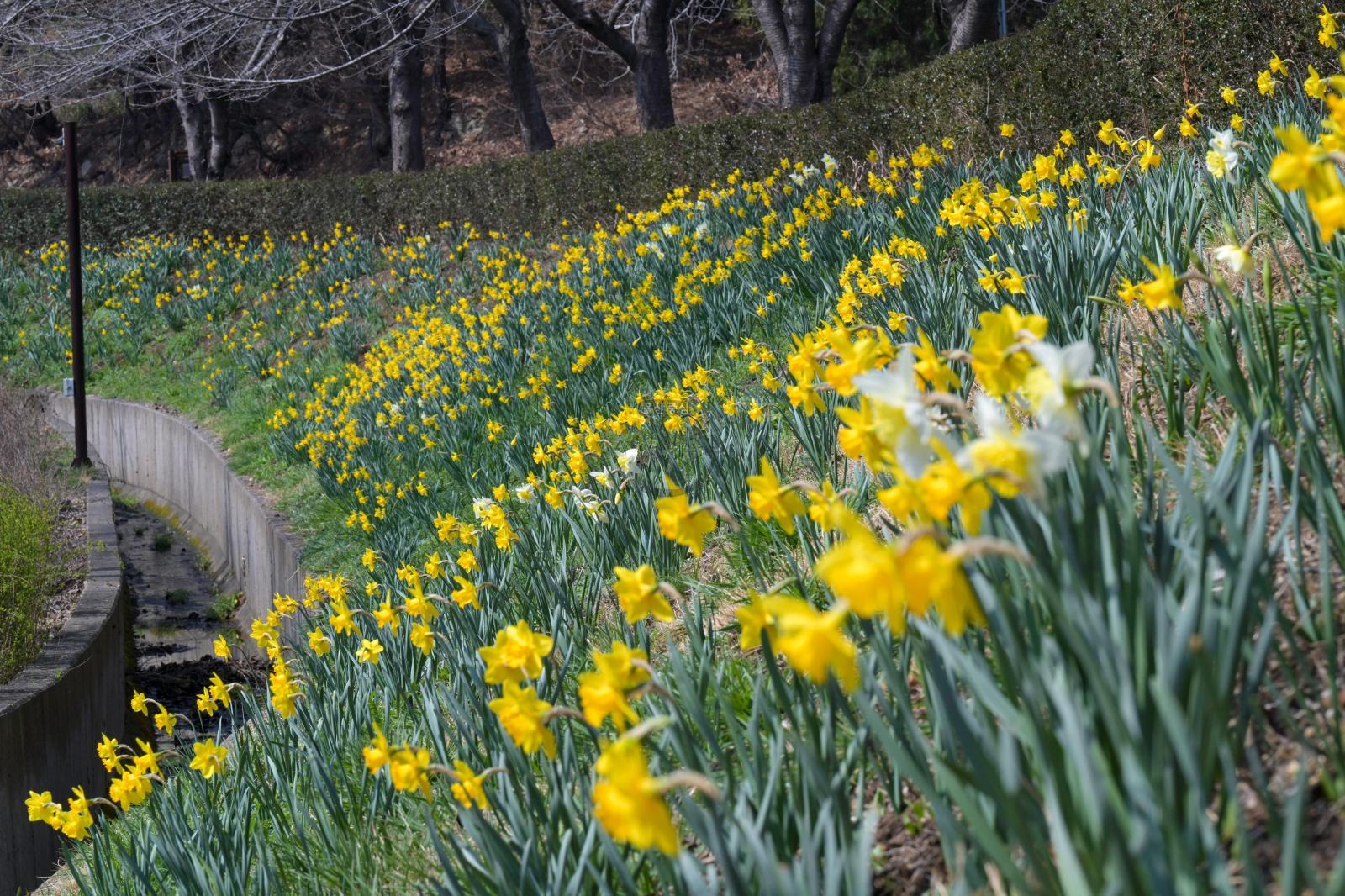 수선화 꽃길 - 울남9경 의 사진