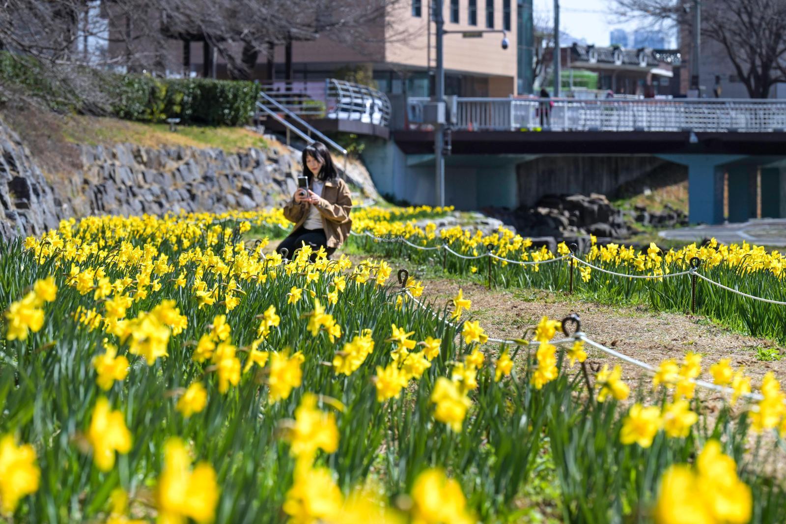 무거천 수선화 정원 의 사진