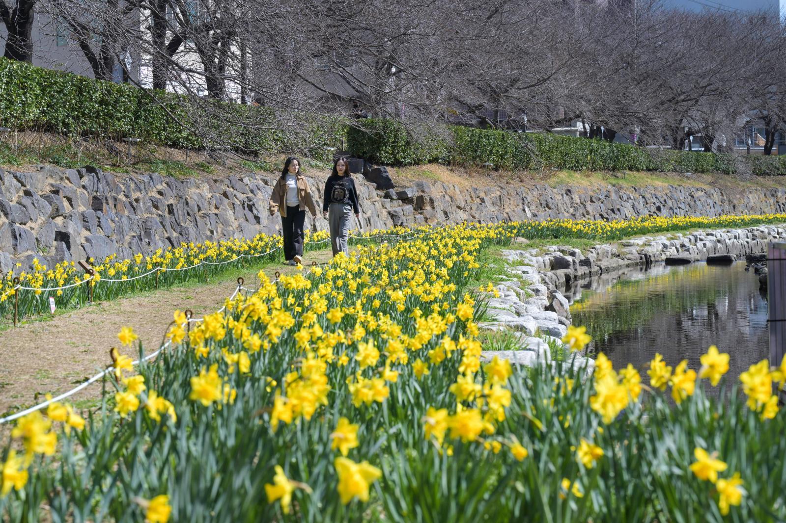 무거천 수선화 정원 의 사진