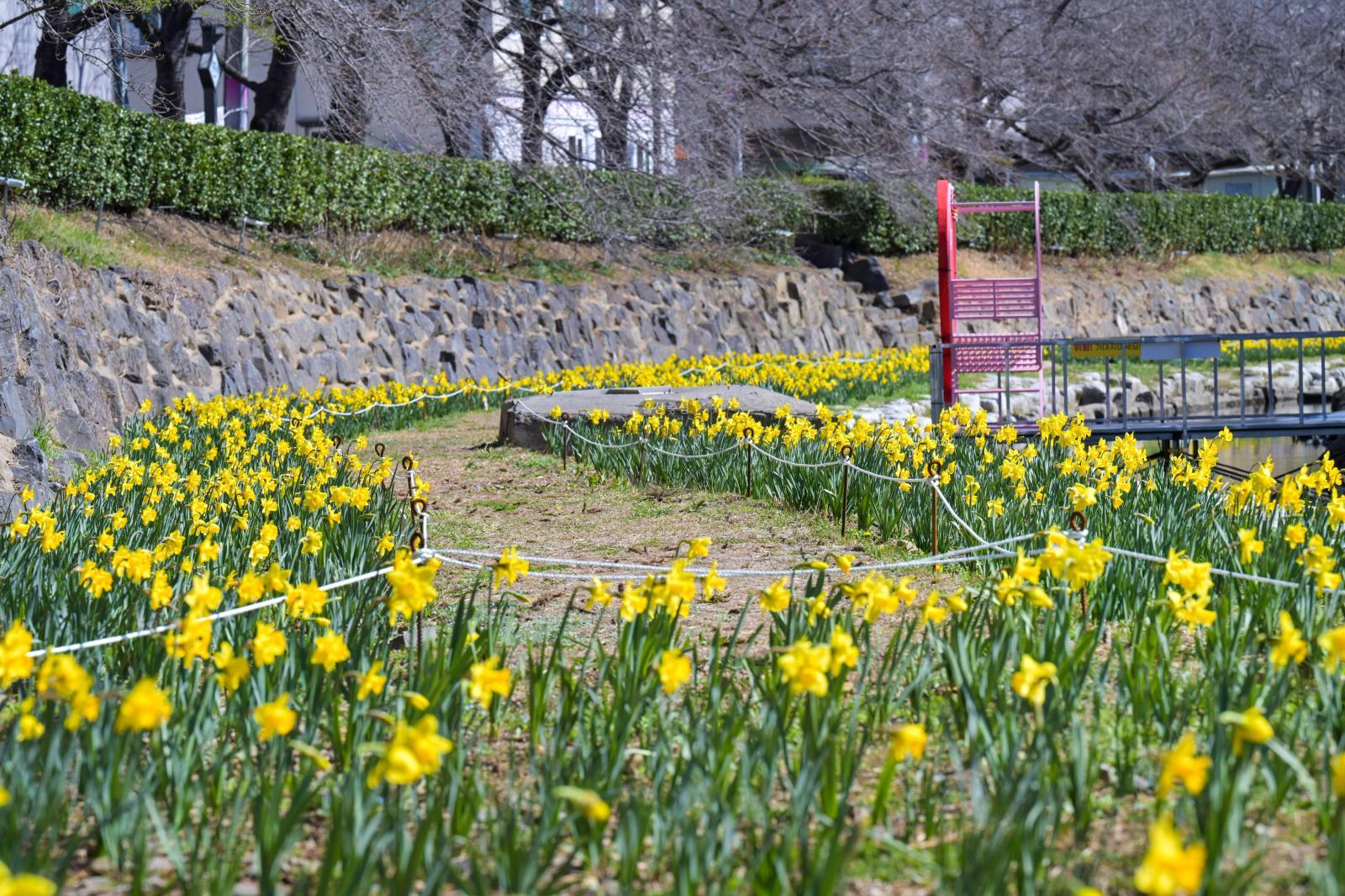 무거천 수선화 정원 의 사진