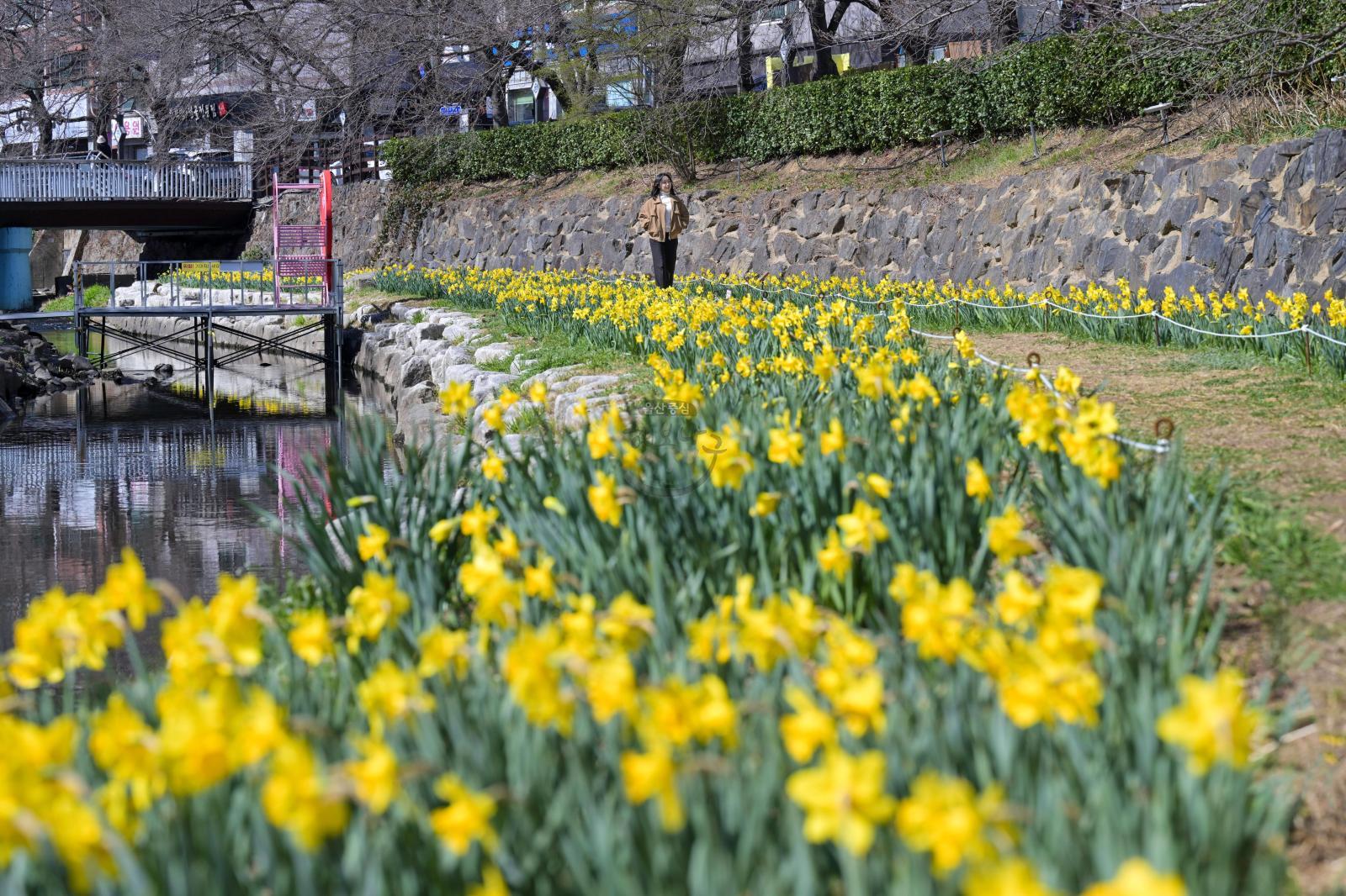 무거천 수선화 정원 의 사진