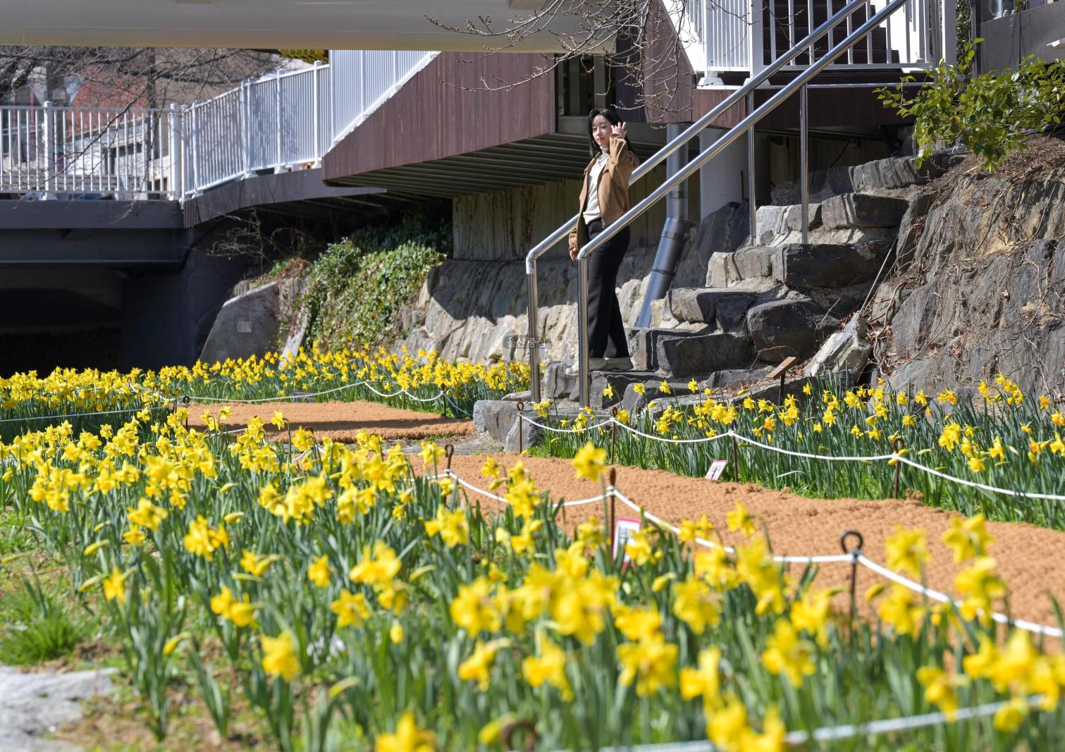 무거천 수선화 정원 의 사진
