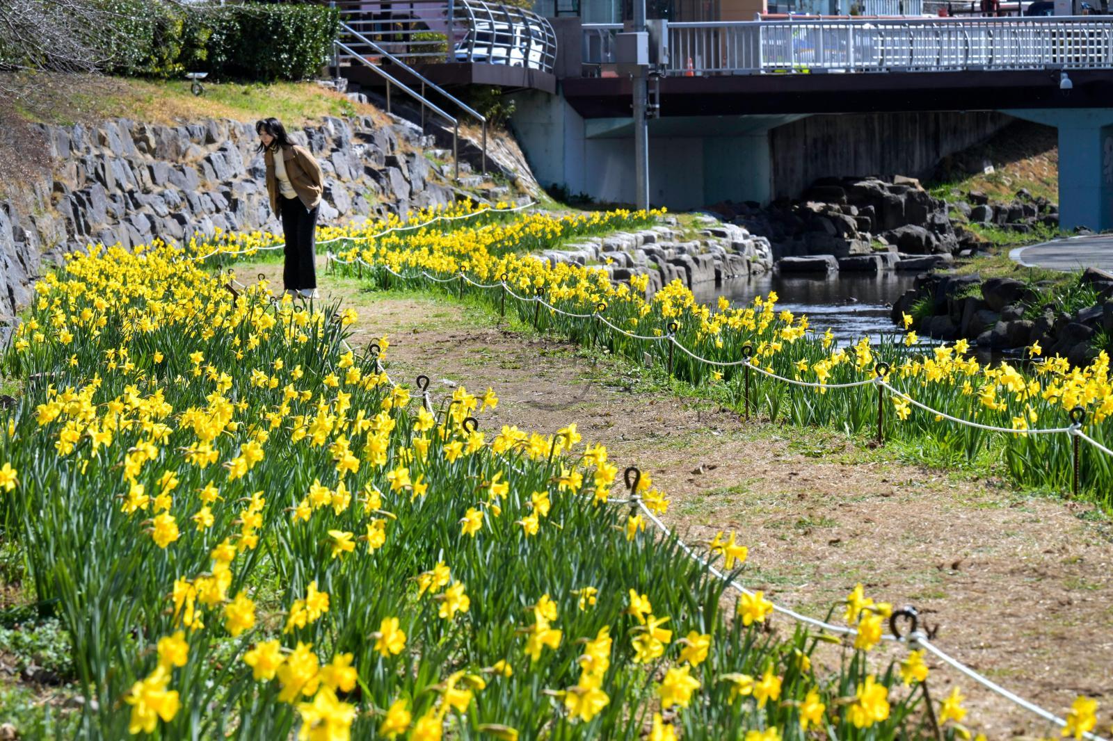 무거천 수선화 정원 의 사진