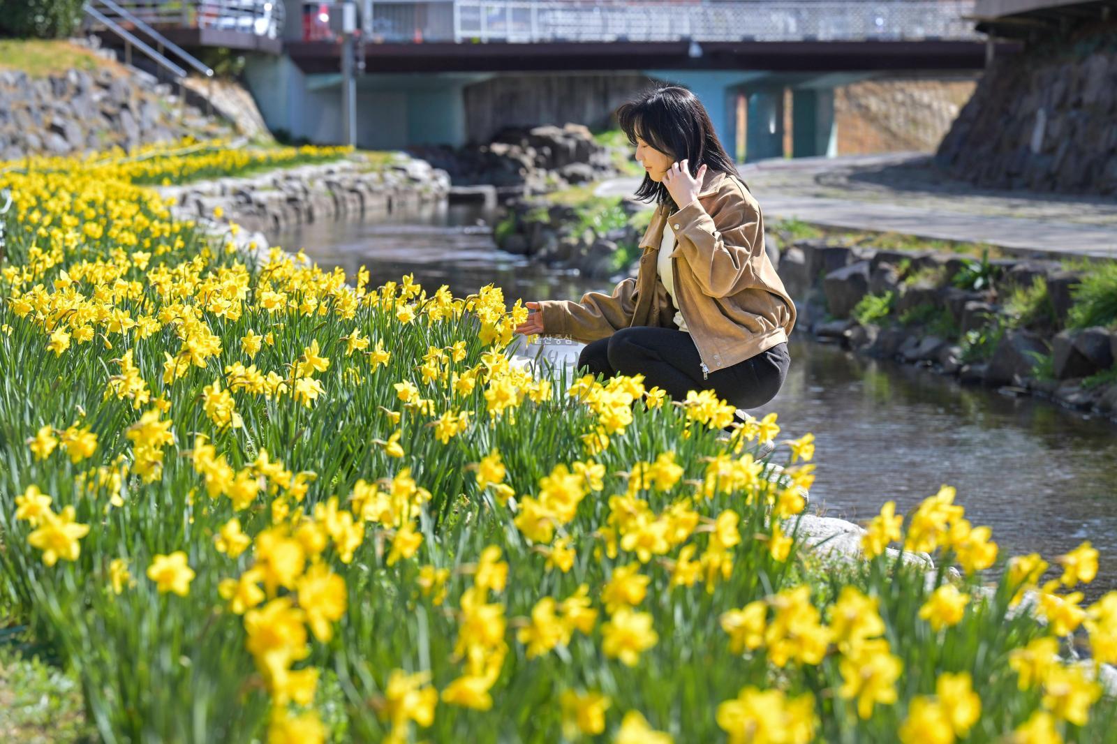 무거천 수선화 정원 의 사진