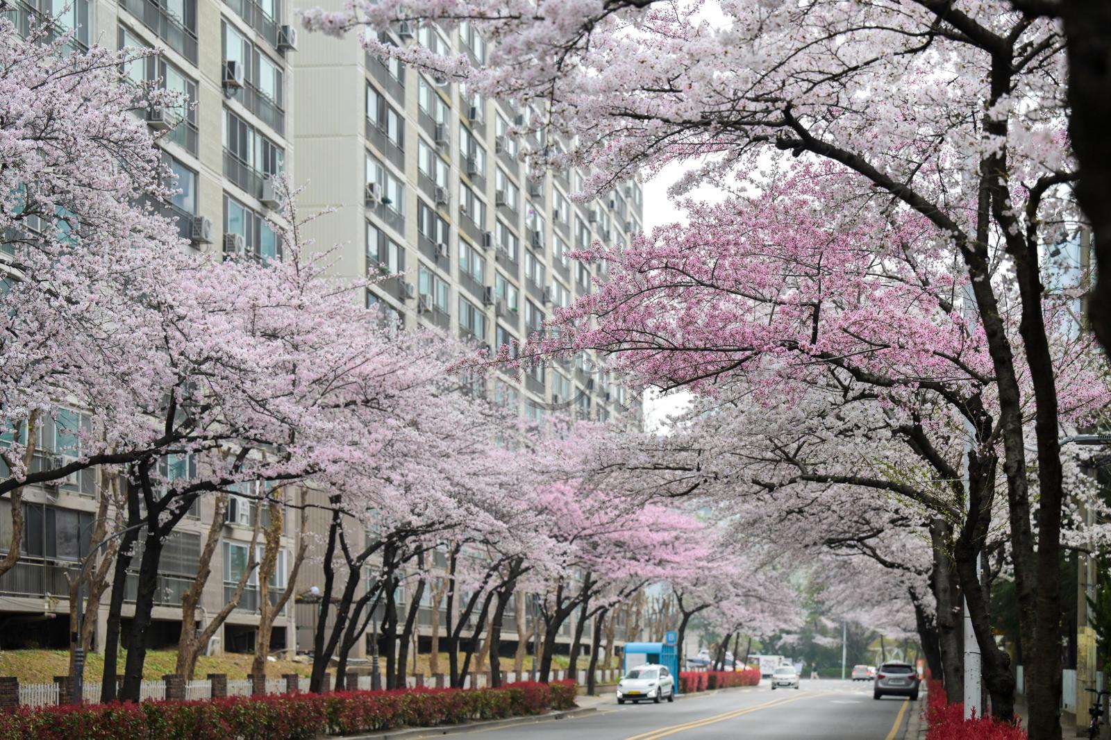 월평로 벚꽃 의 사진