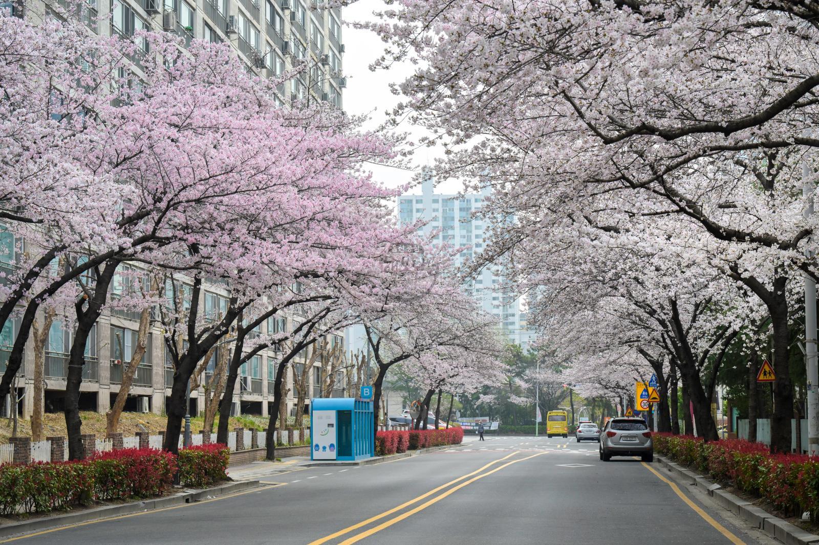 월평로 벚꽃 의 사진