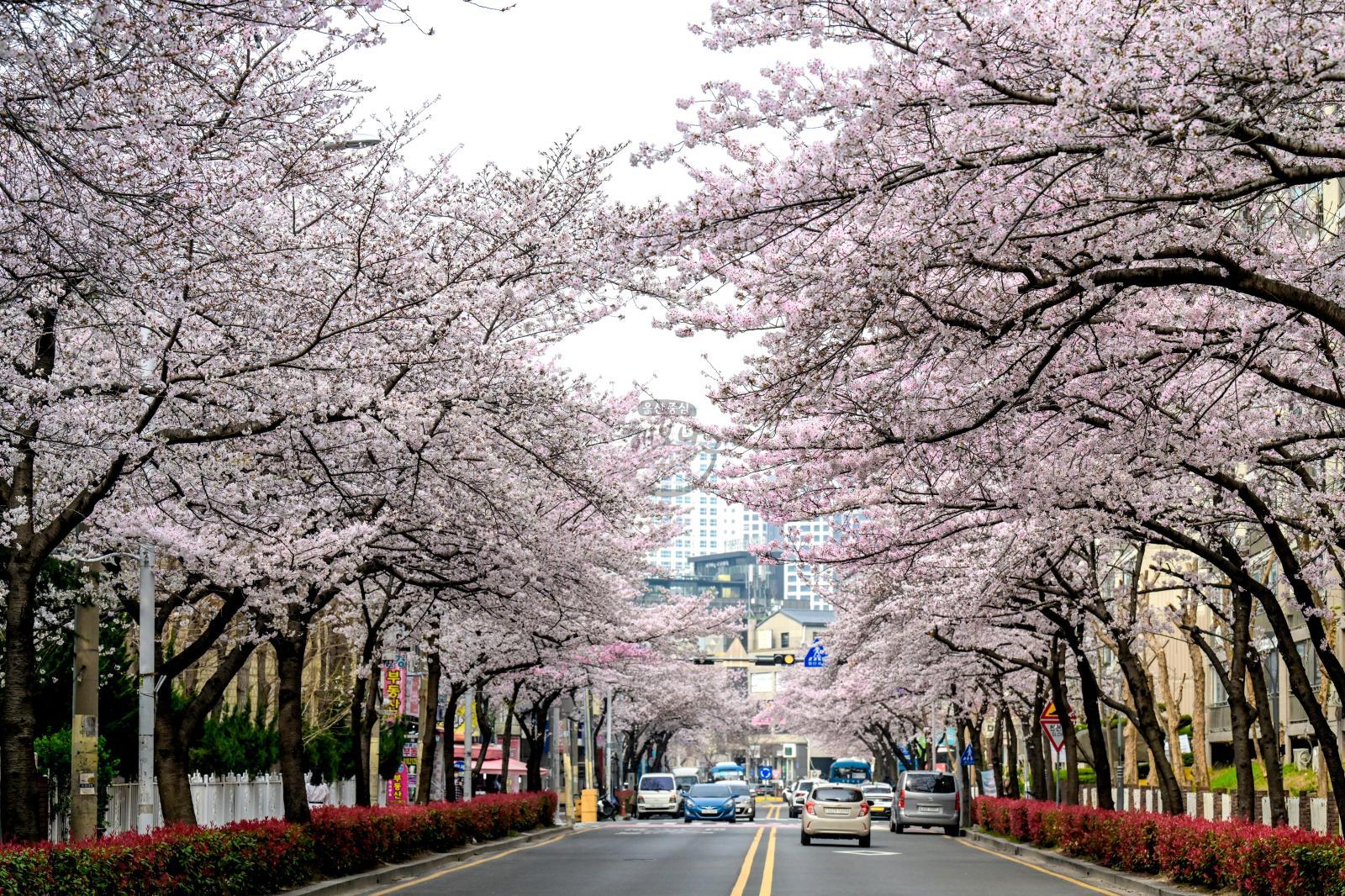 월평로 벚꽃 의 사진