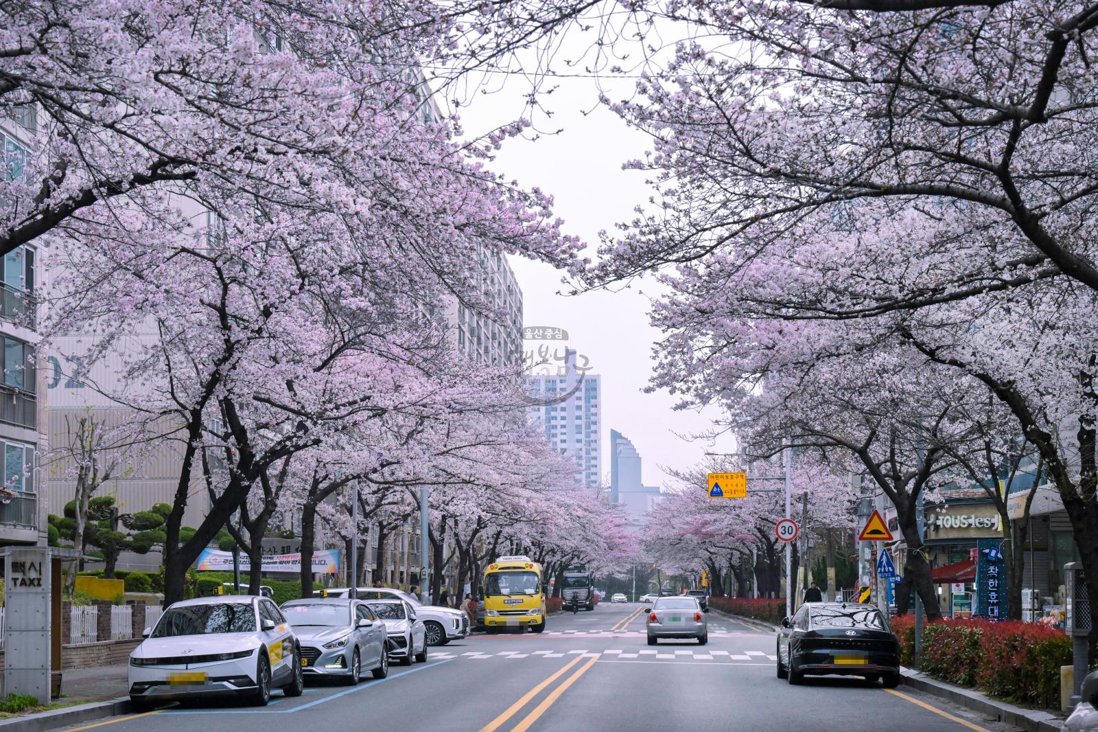 월평로 벚꽃 의 사진