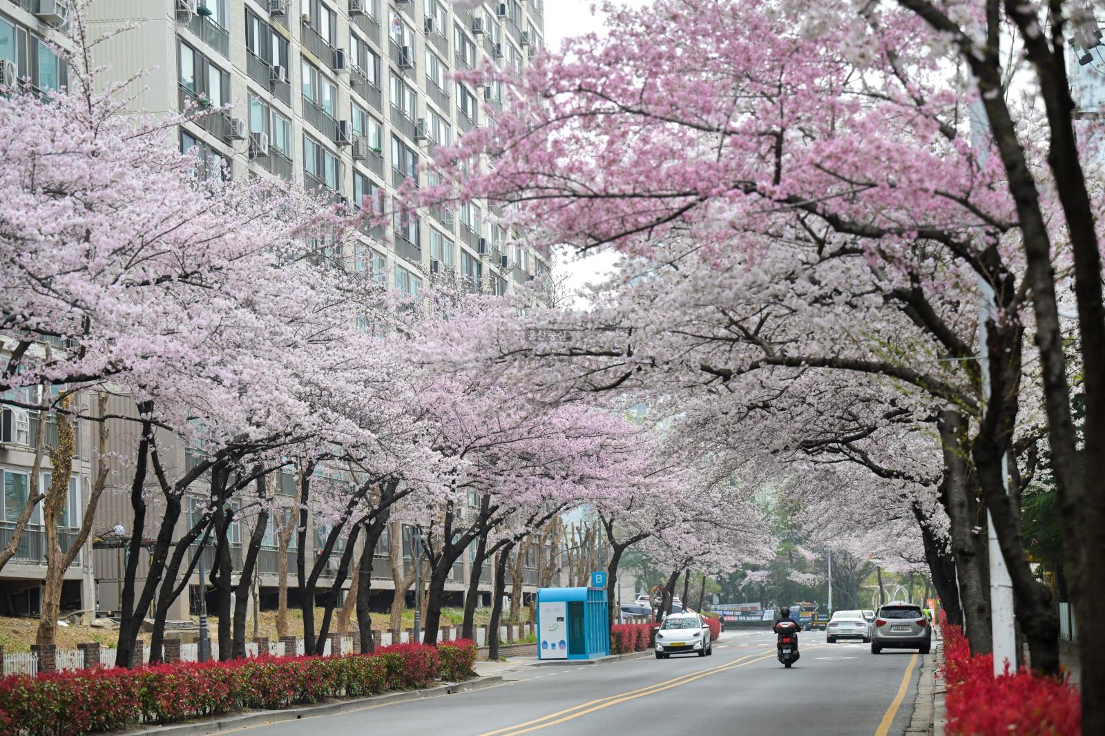 월평로 벚꽃 의 사진