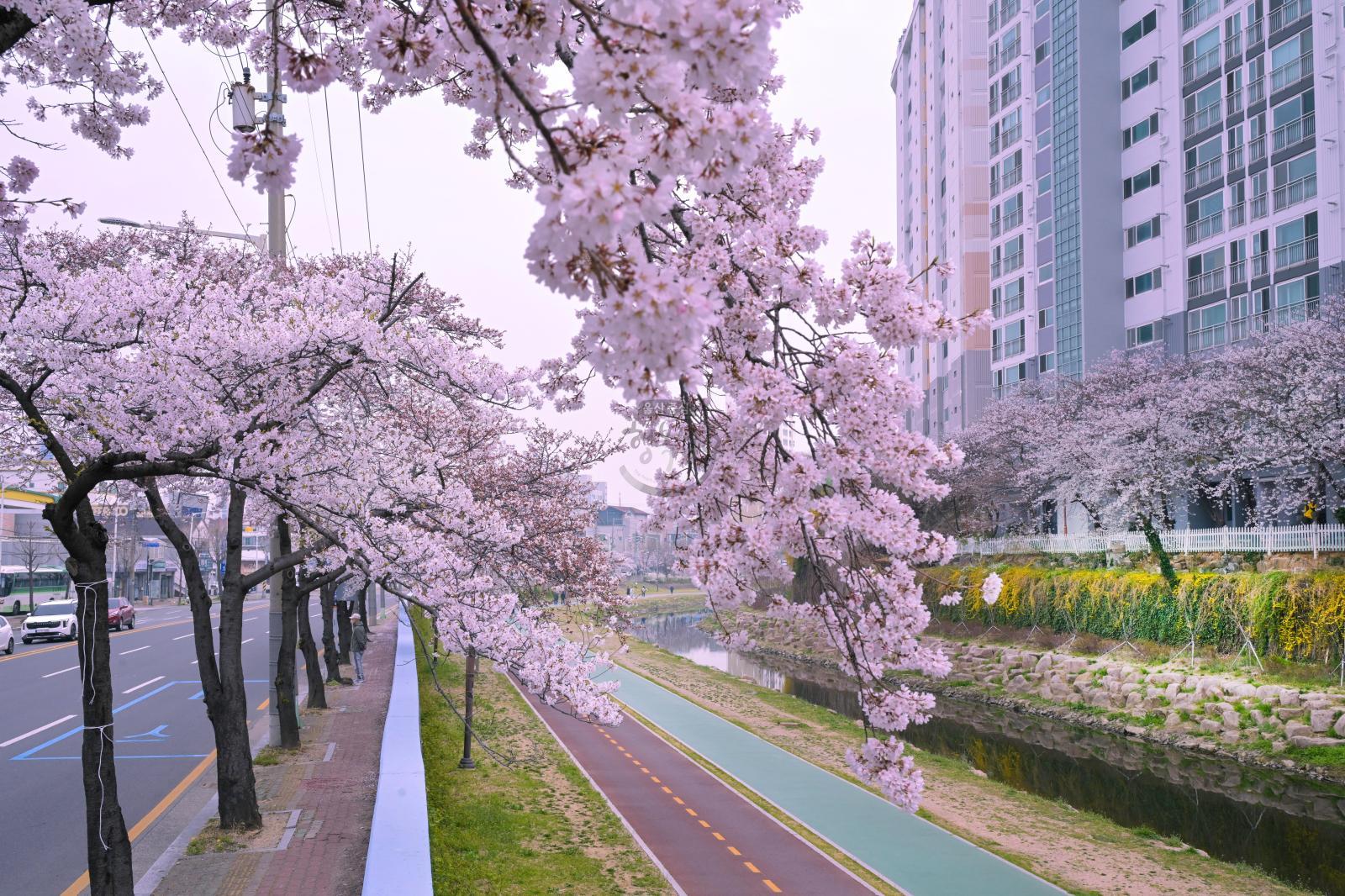 여천천 벚꽃 의 사진