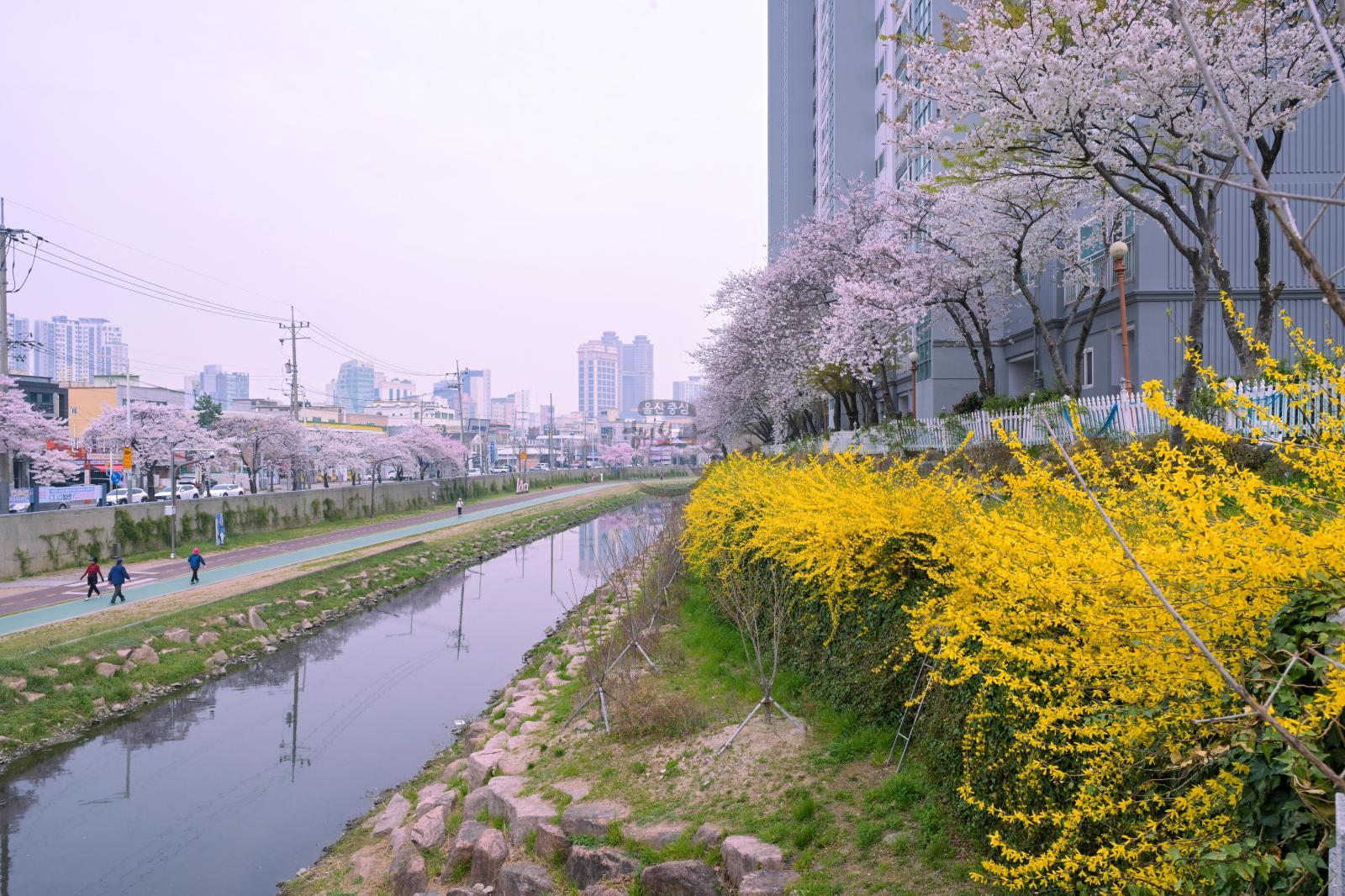 여천천 벚꽃 의 사진