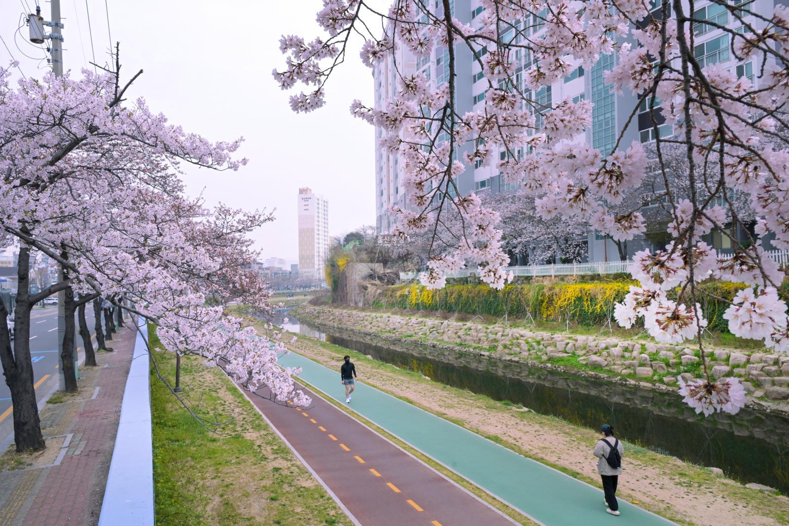 여천천 벚꽃 의 사진