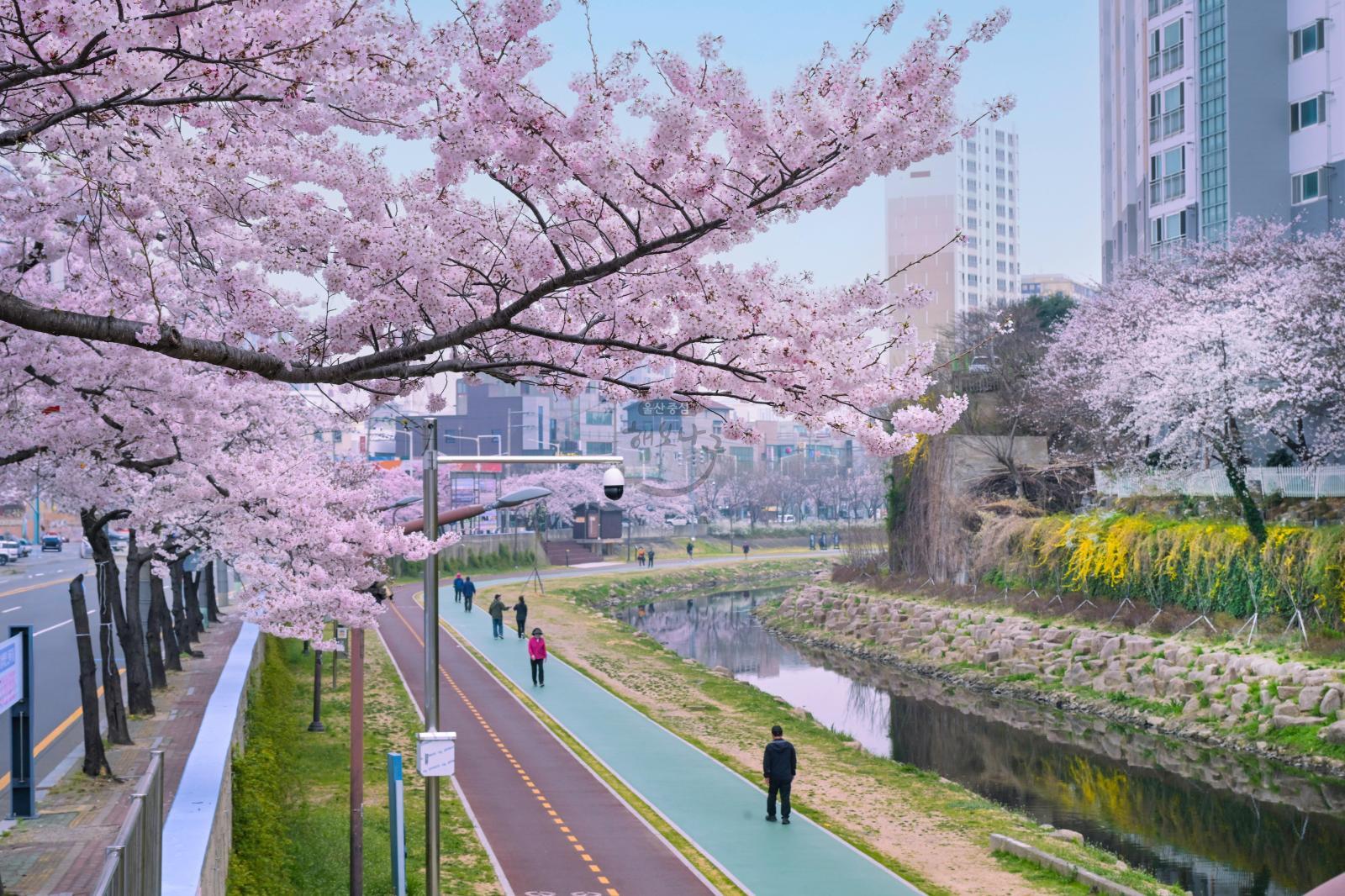 여천천 벚꽃 의 사진