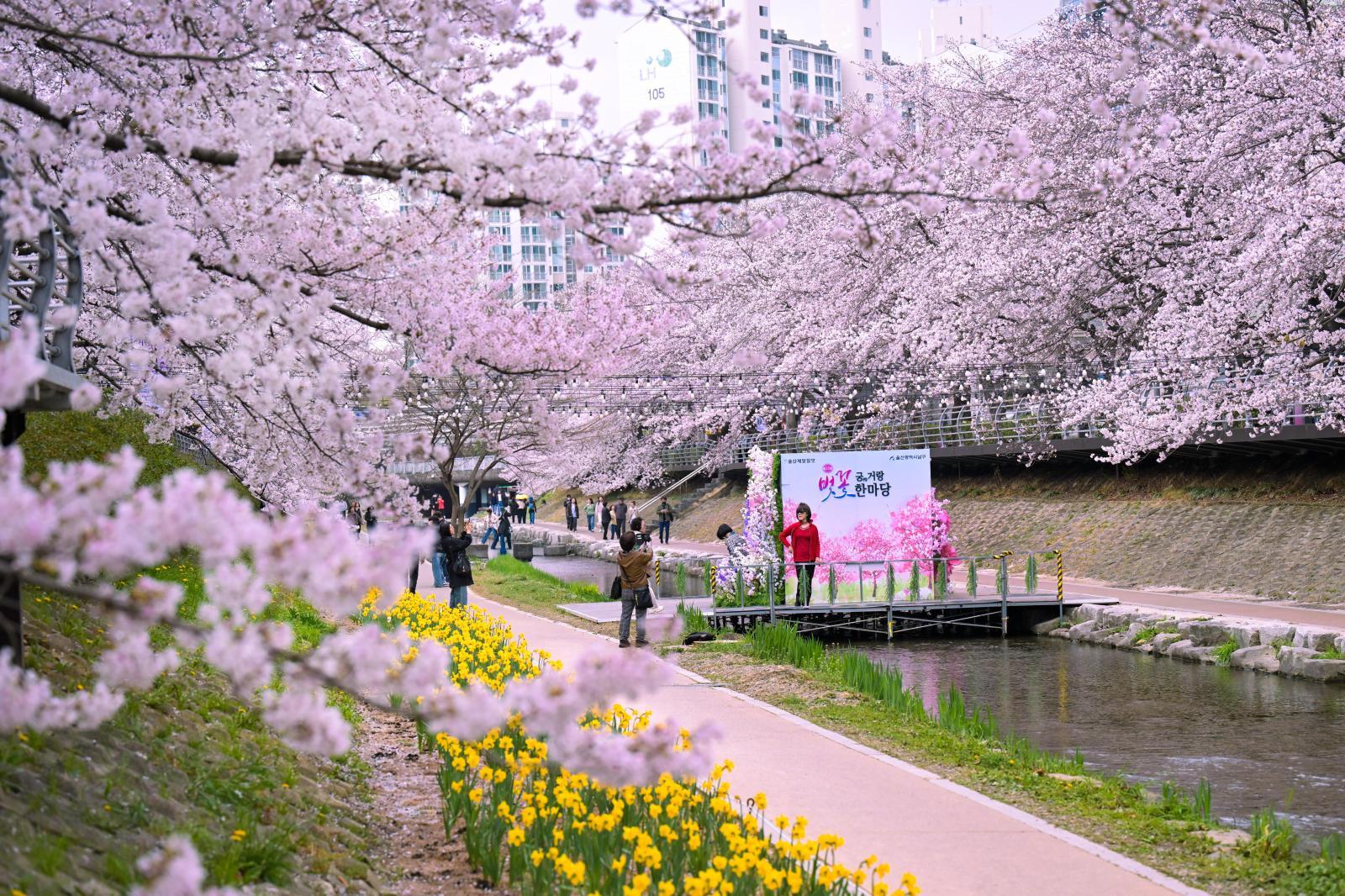 궁거랑 벚꽃길 - 울남9경 의 사진