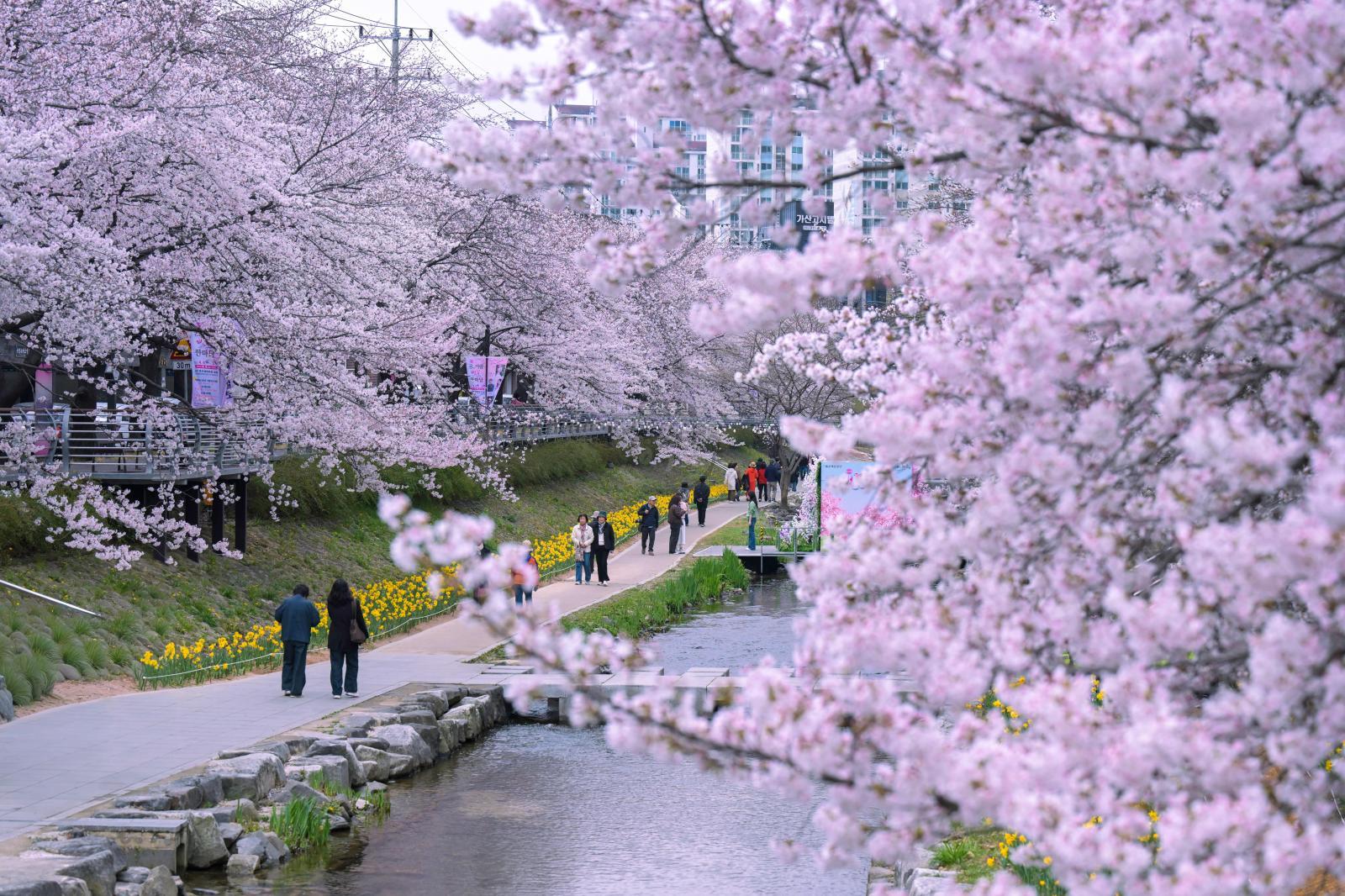 궁거랑 벚꽃길 - 울남9경 의 사진