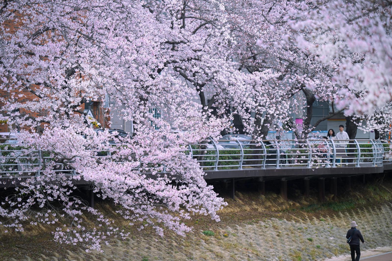 궁거랑 벚꽃길 - 울남9경 의 사진