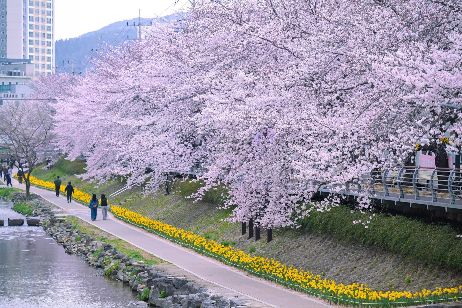 궁거랑 벚꽃길 - 울남9경 의 사진