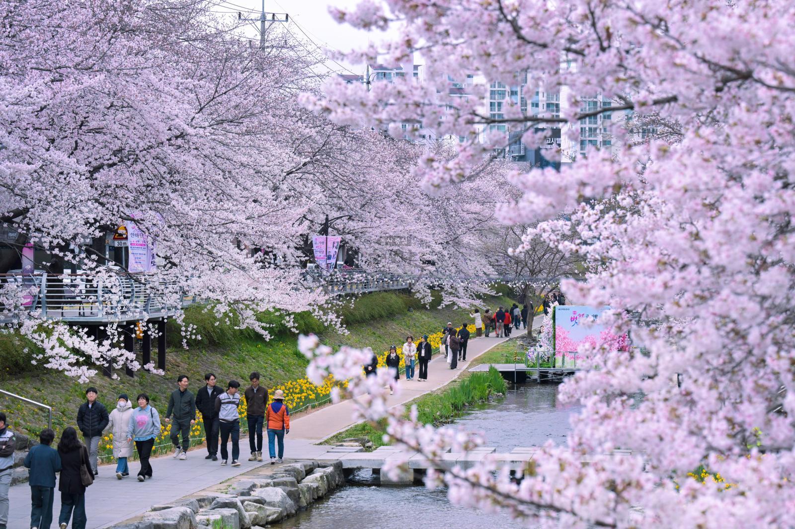 궁거랑 벚꽃길 - 울남9경 의 사진