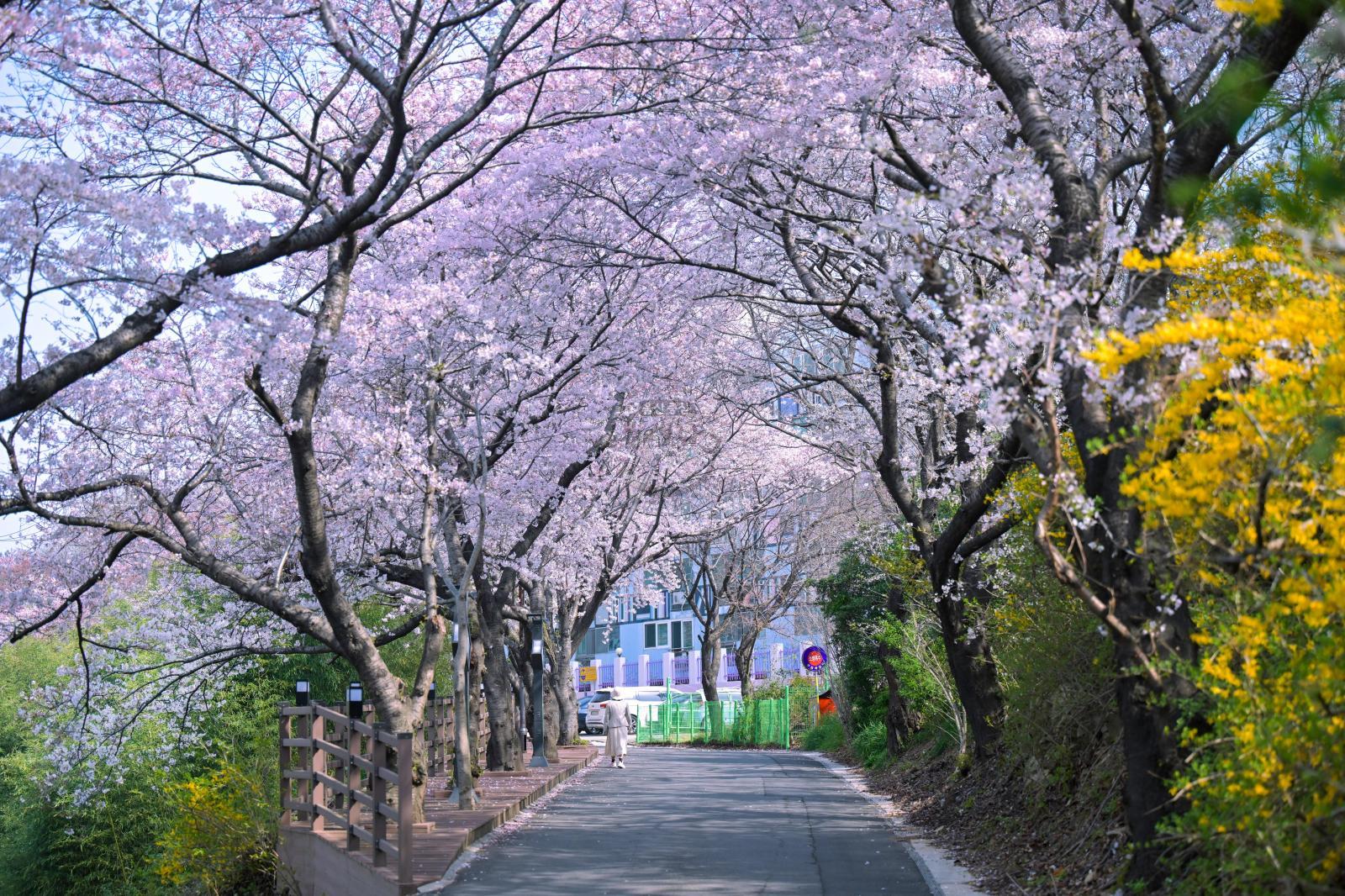 장생포 벚꽃길(장생옛길) 의 사진