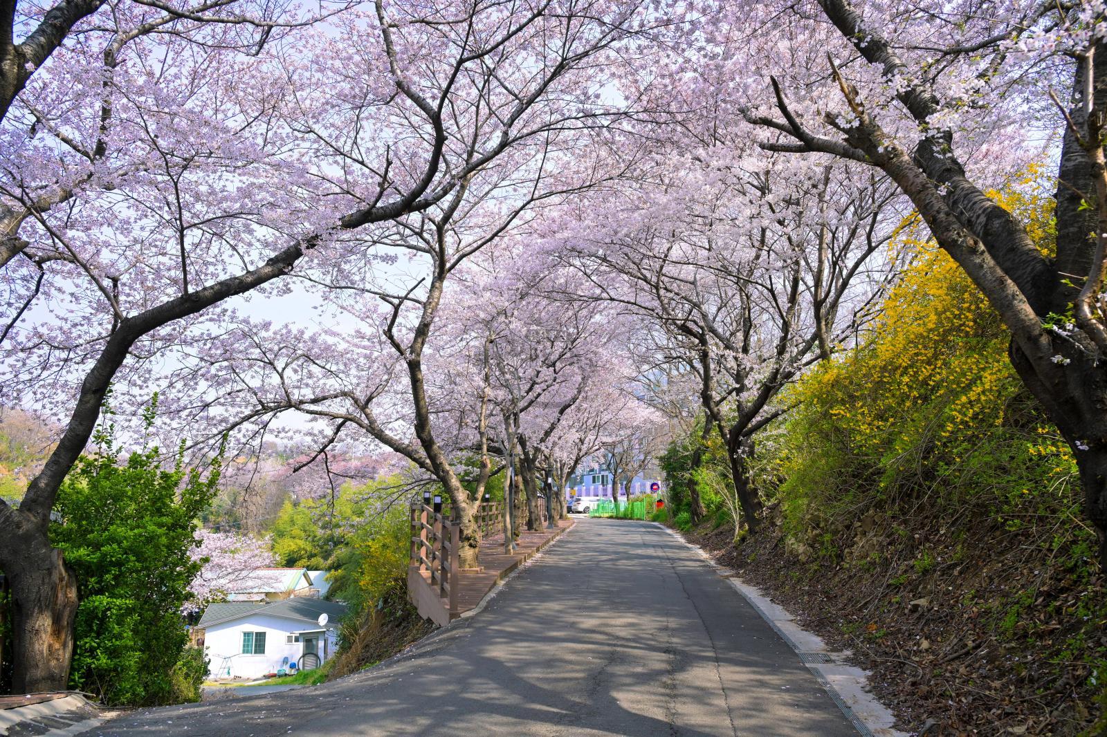 장생포 벚꽃길(장생옛길) 의 사진