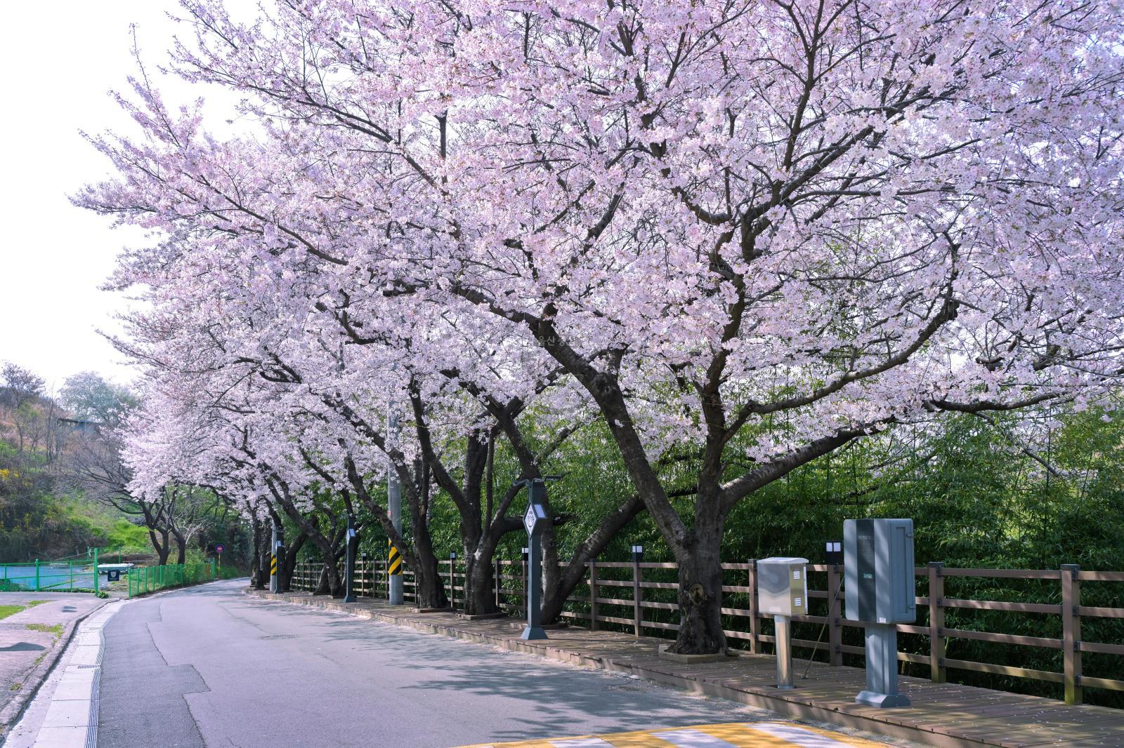 장생포 벚꽃길(장생옛길) 의 사진