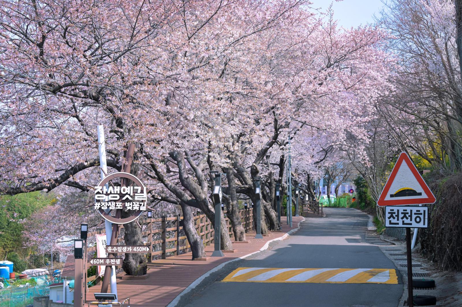 장생포 벚꽃길(장생옛길) 의 사진