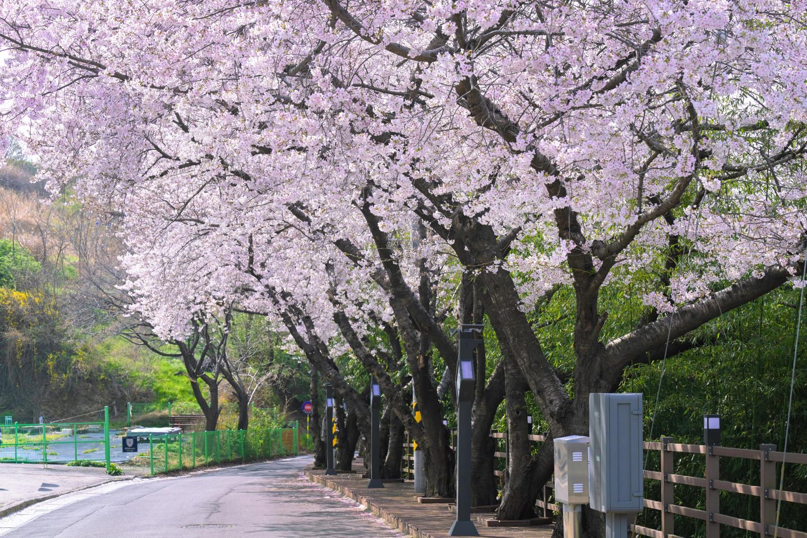 장생포 벚꽃길(장생옛길) 의 사진