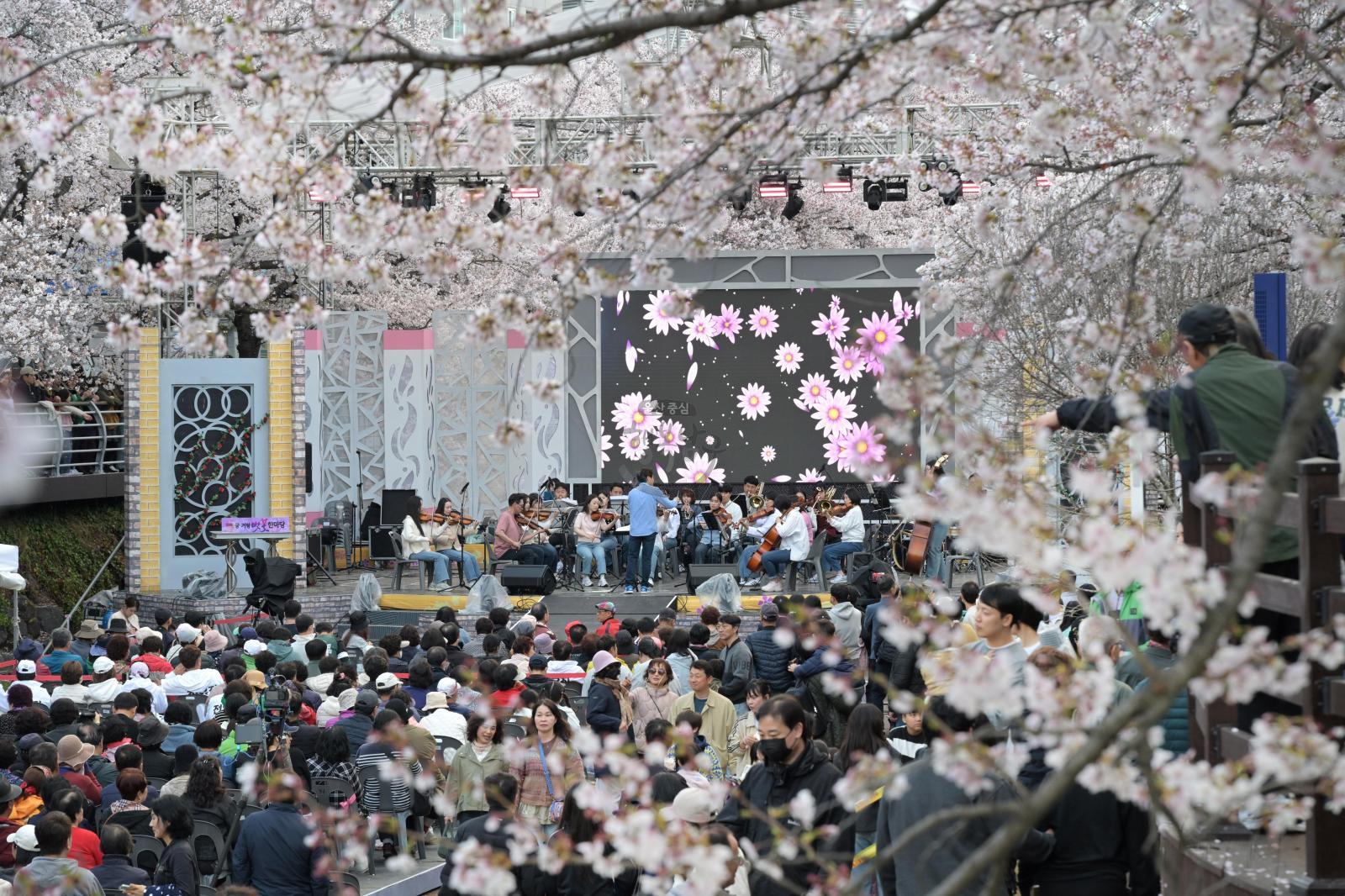 제15회 궁거랑 벚꽃 한마당 의 사진