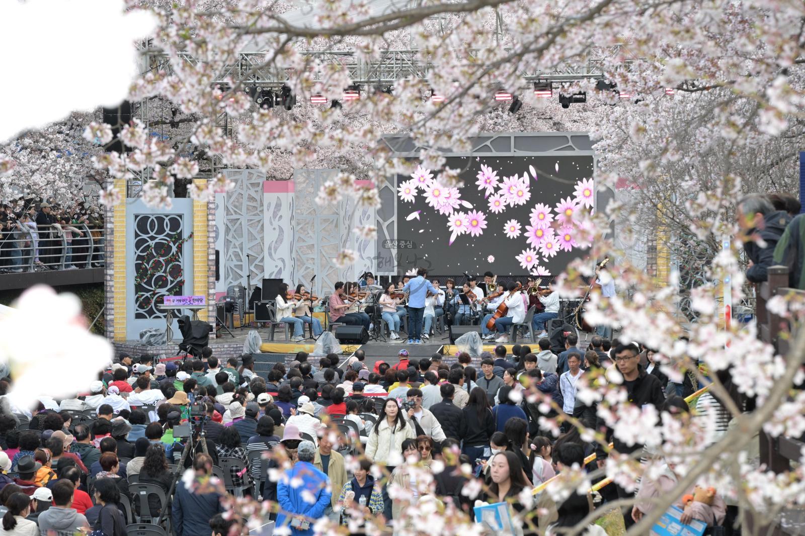 제15회 궁거랑 벚꽃 한마당 의 사진