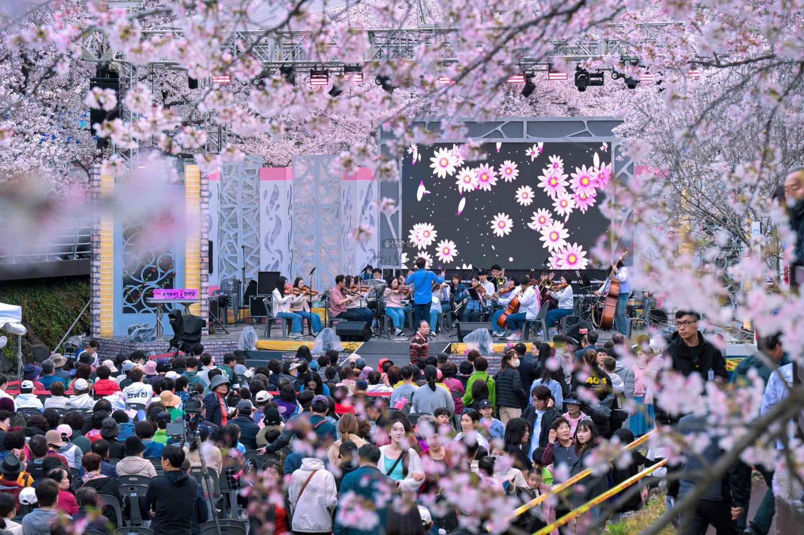 제15회 궁거랑 벚꽃 한마당 의 사진
