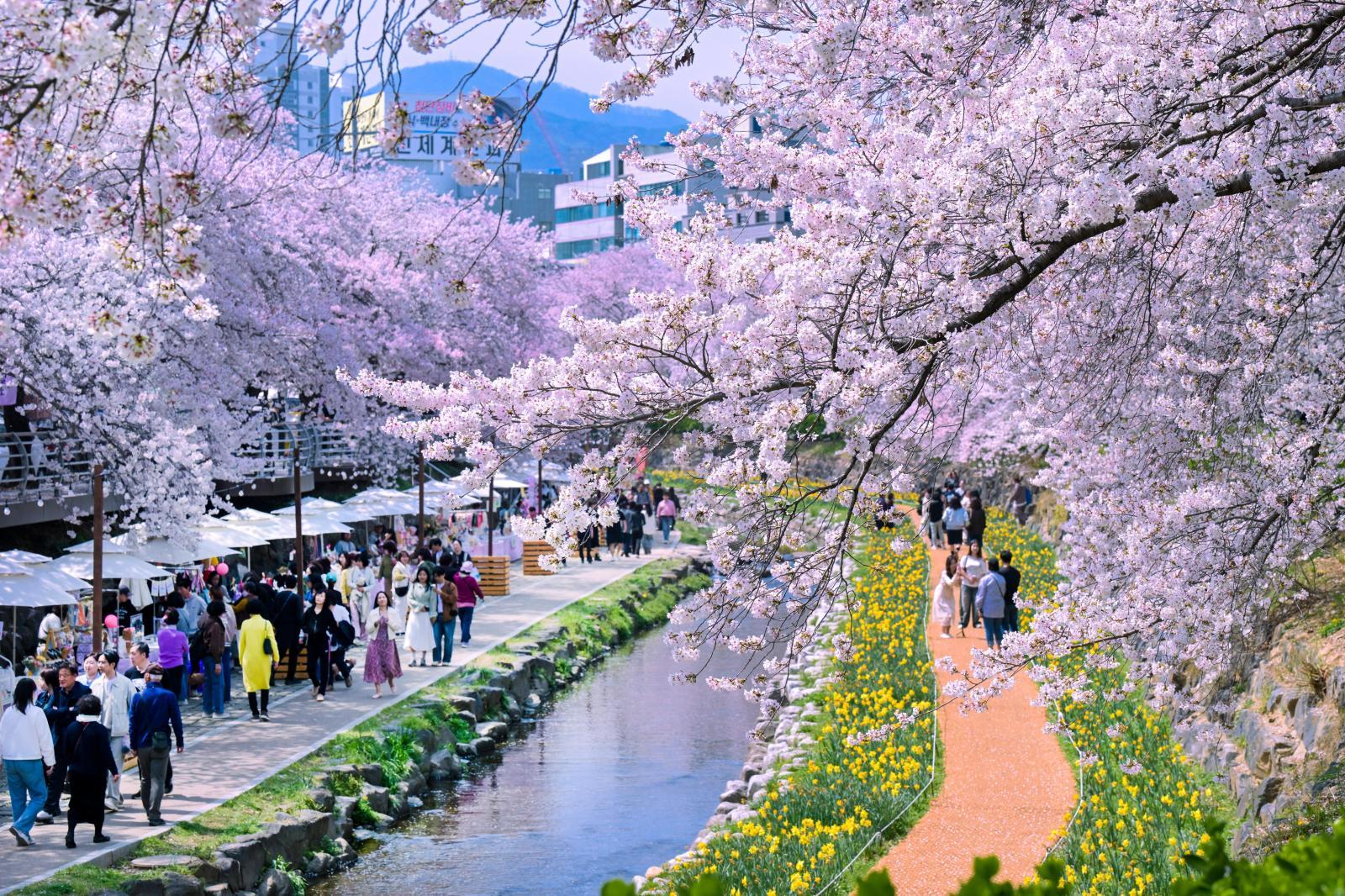 궁거랑 벚꽃길 (궁거랑 벚꽃 한마당) 의 사진