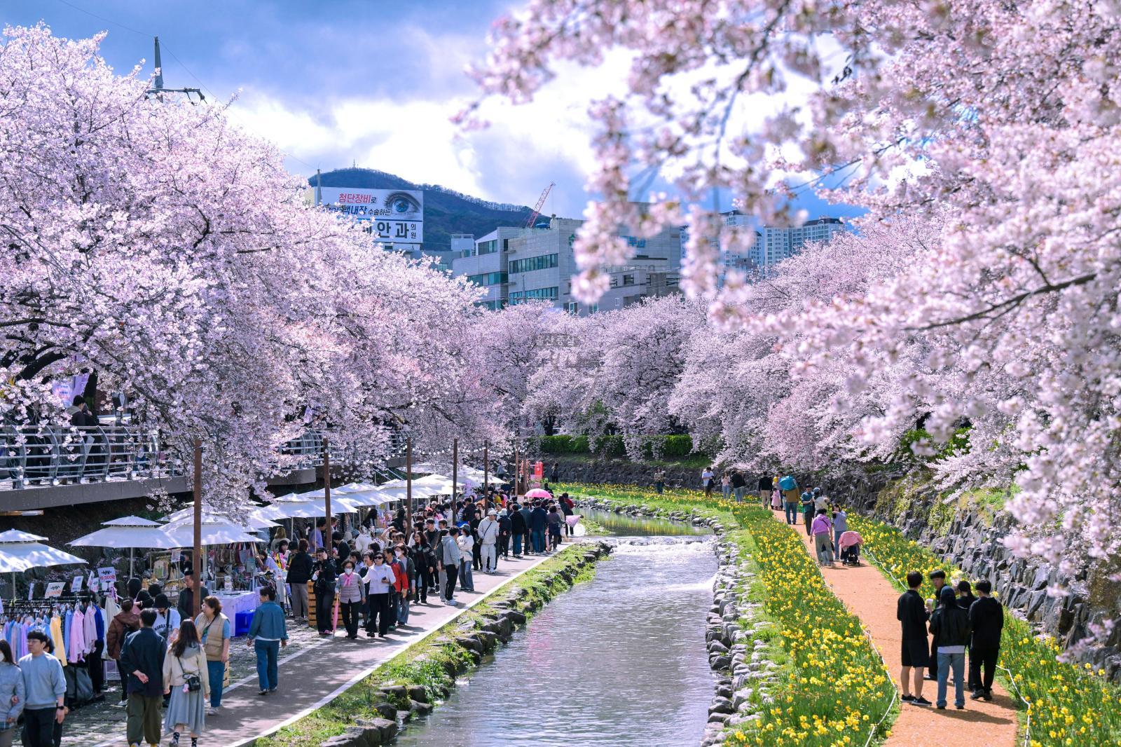 궁거랑 벚꽃길 (궁거랑 벚꽃 한마당) 의 사진
