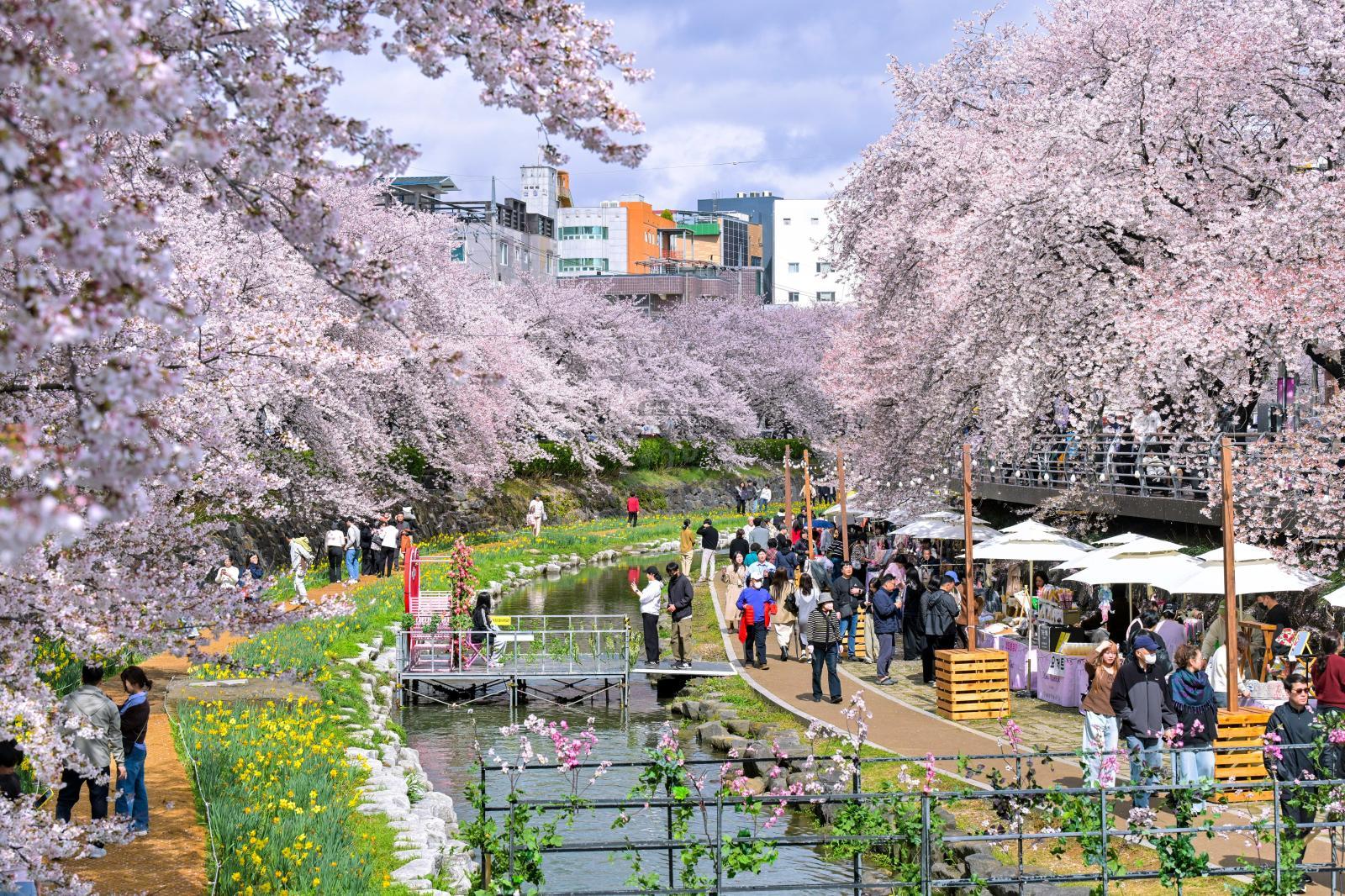 궁거랑 벚꽃길 (궁거랑 벚꽃 한마당) 의 사진