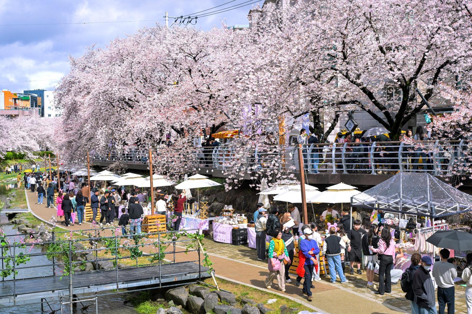 궁거랑 벚꽃길 (궁거랑 벚꽃 한마당) 의 사진