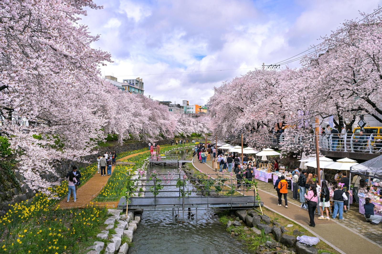 궁거랑 벚꽃길 (궁거랑 벚꽃 한마당) 의 사진